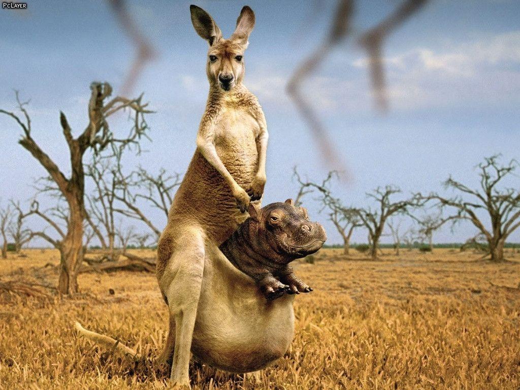 Hippo and kangaroo Wallpapers