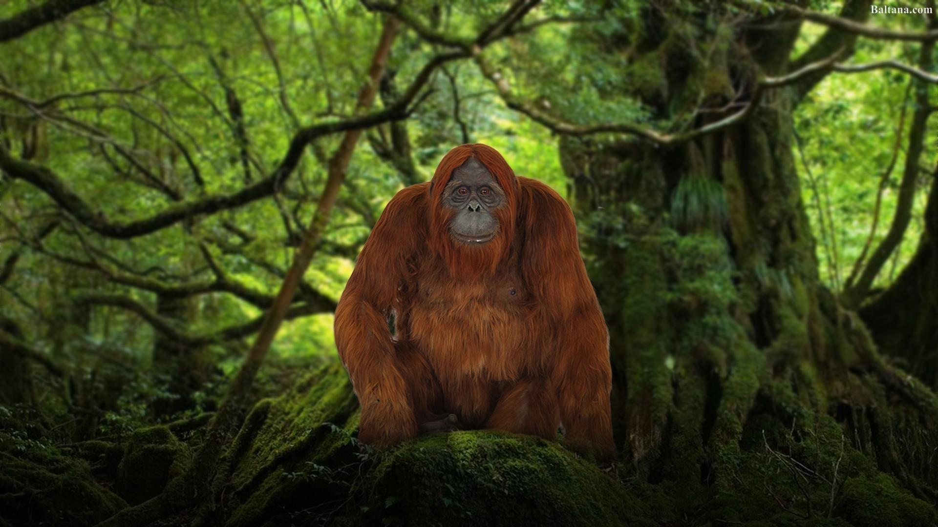 Orangutan High Definition Wallpapers 31616