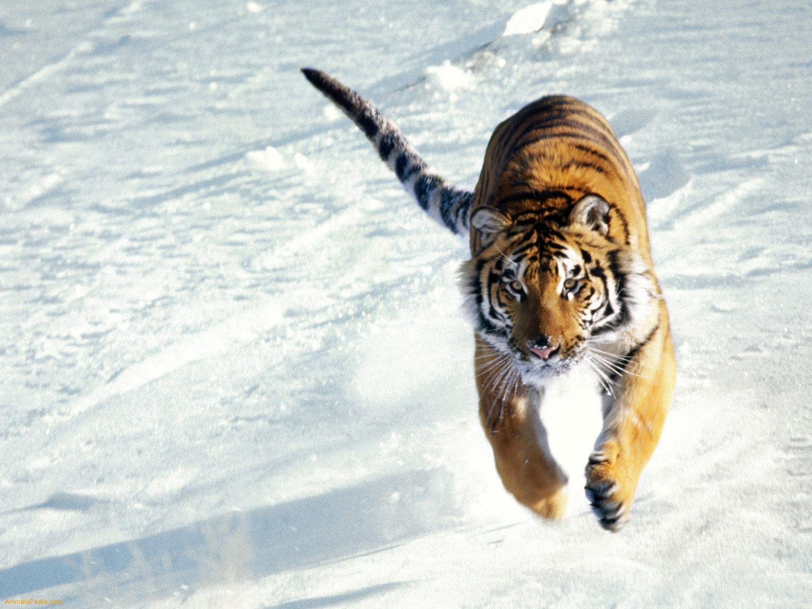 Siberian Tiger Wallpapers