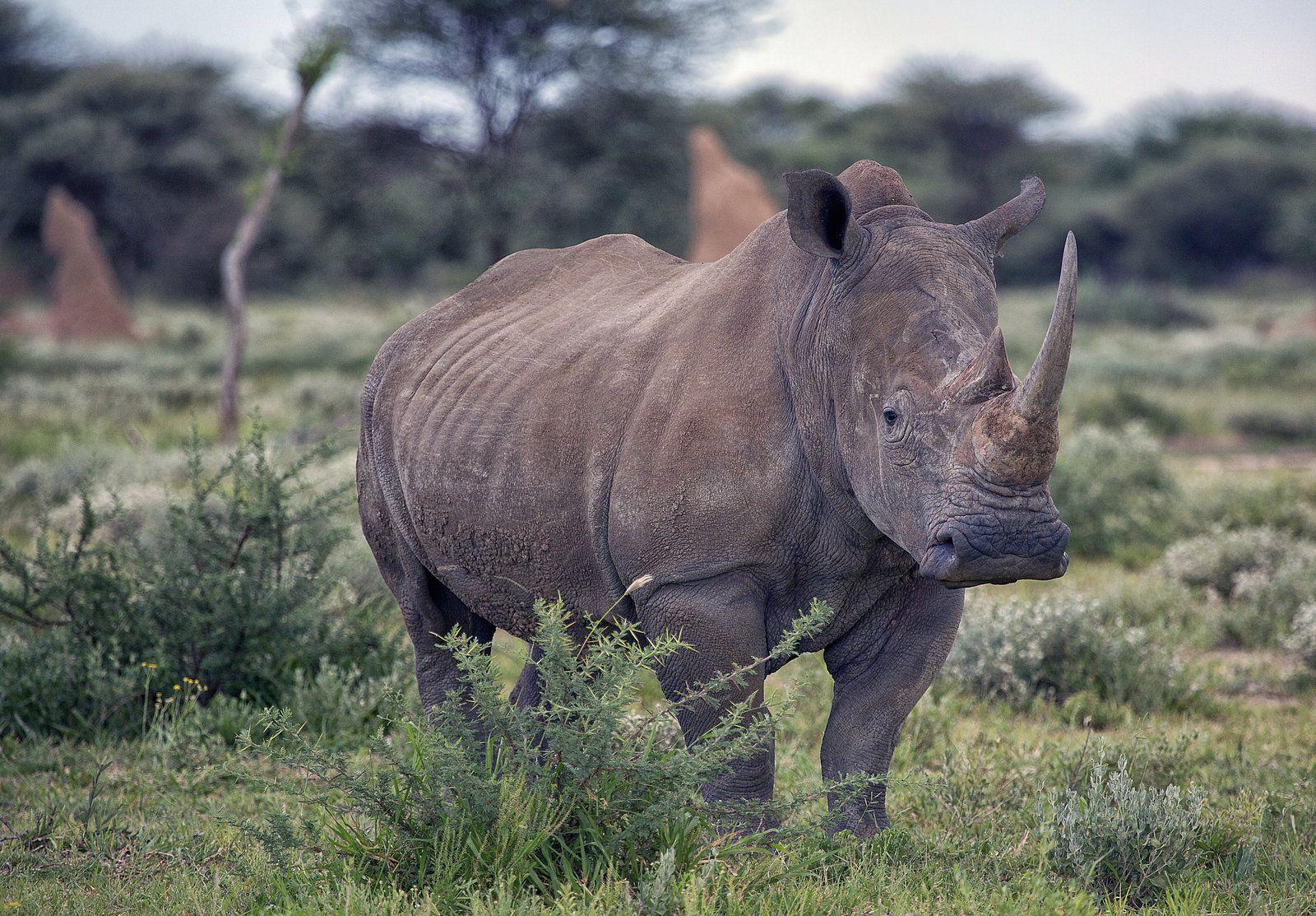 White Rhino by luethy