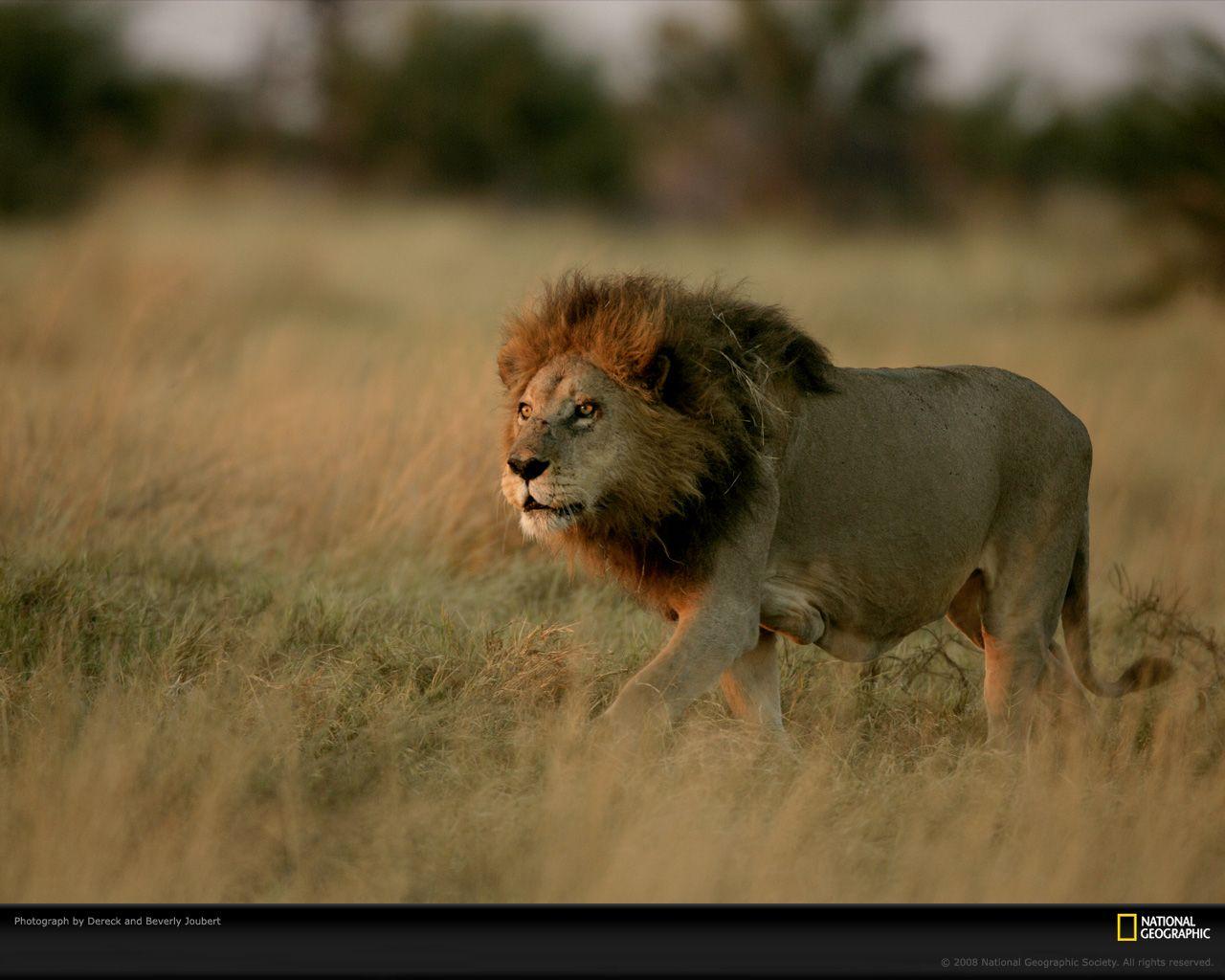 Lion in Grass Photo, Lion Wallpaper, Download, Photos