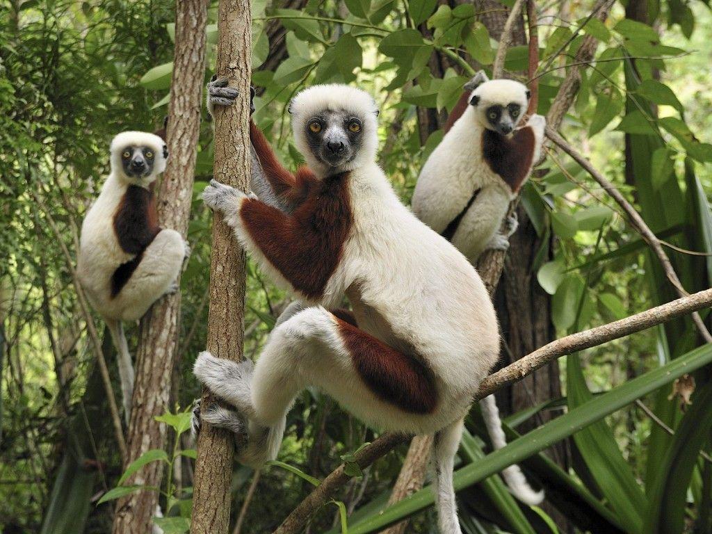 top 10 sites in Madagascar