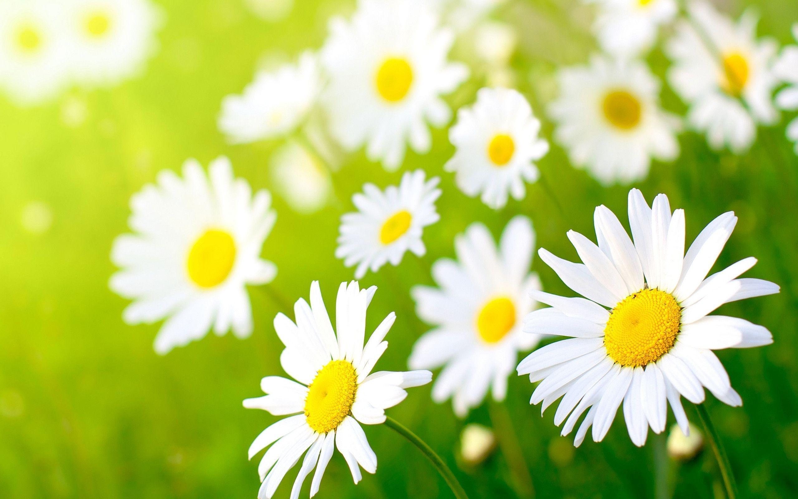 Wallpapers For > Daisy Flower Wallpapers