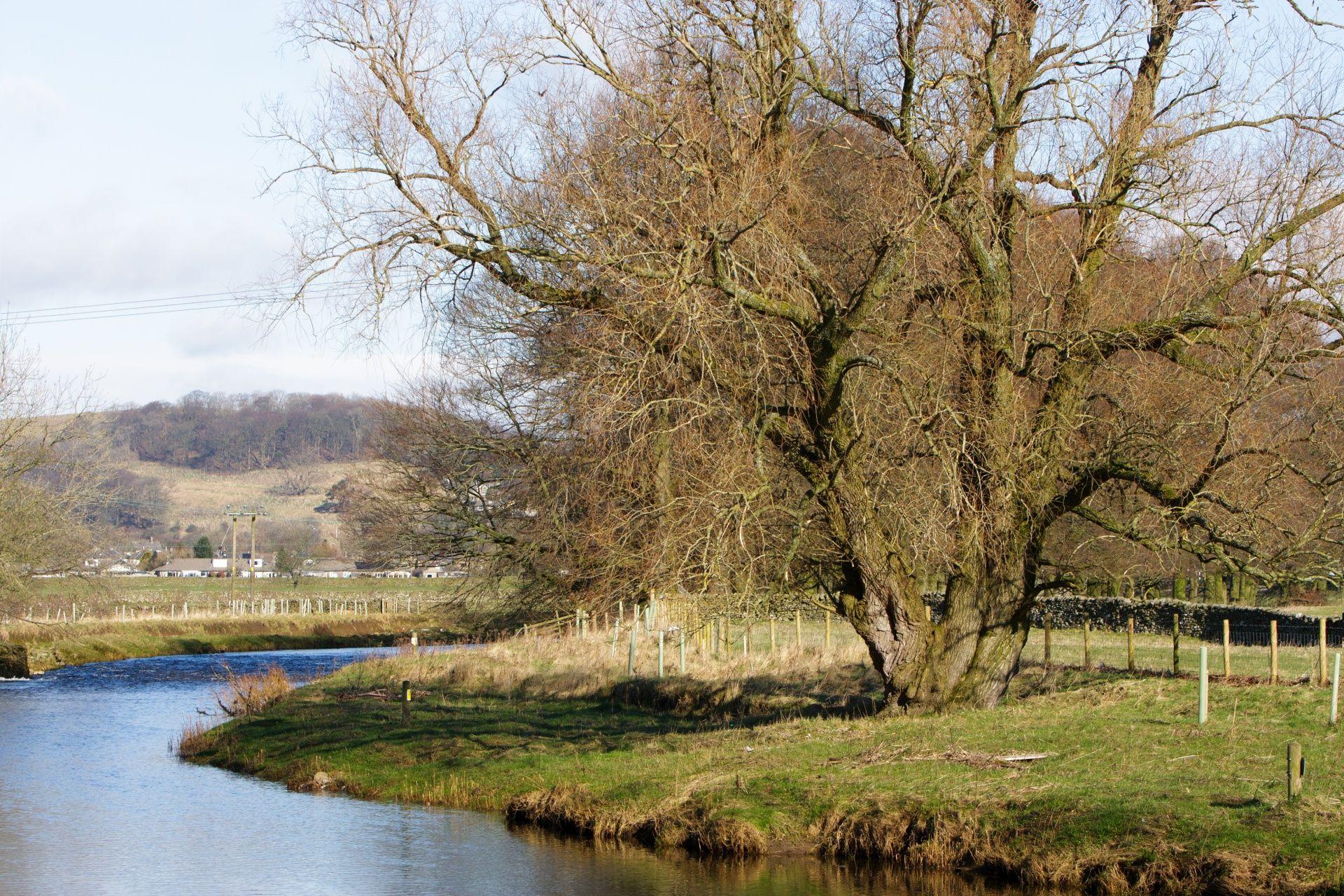 tree riverbank hd free download wallpapers