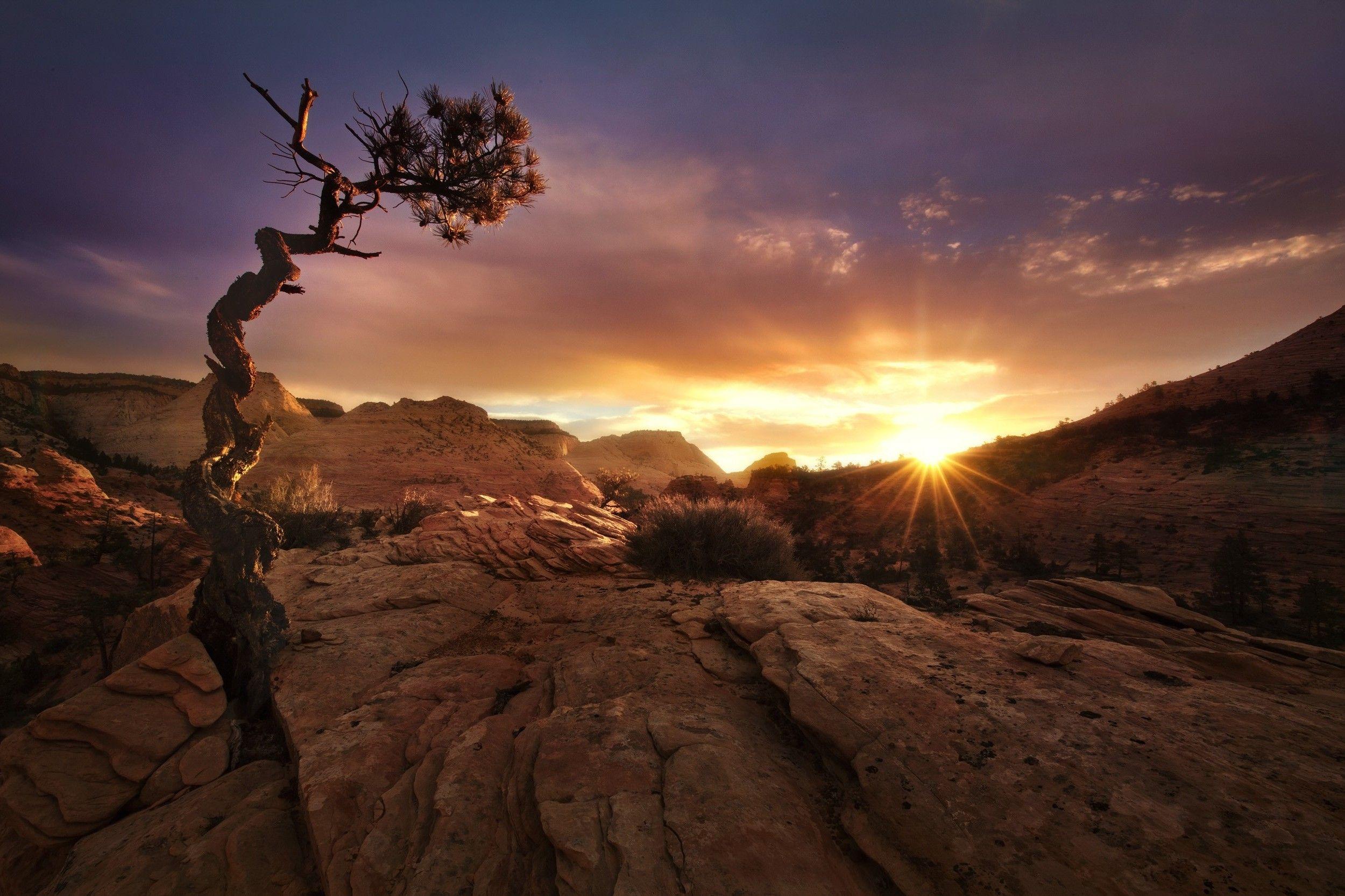 nature, Landscape, Fall, Sunset, Desert, Trees, Zion National Park