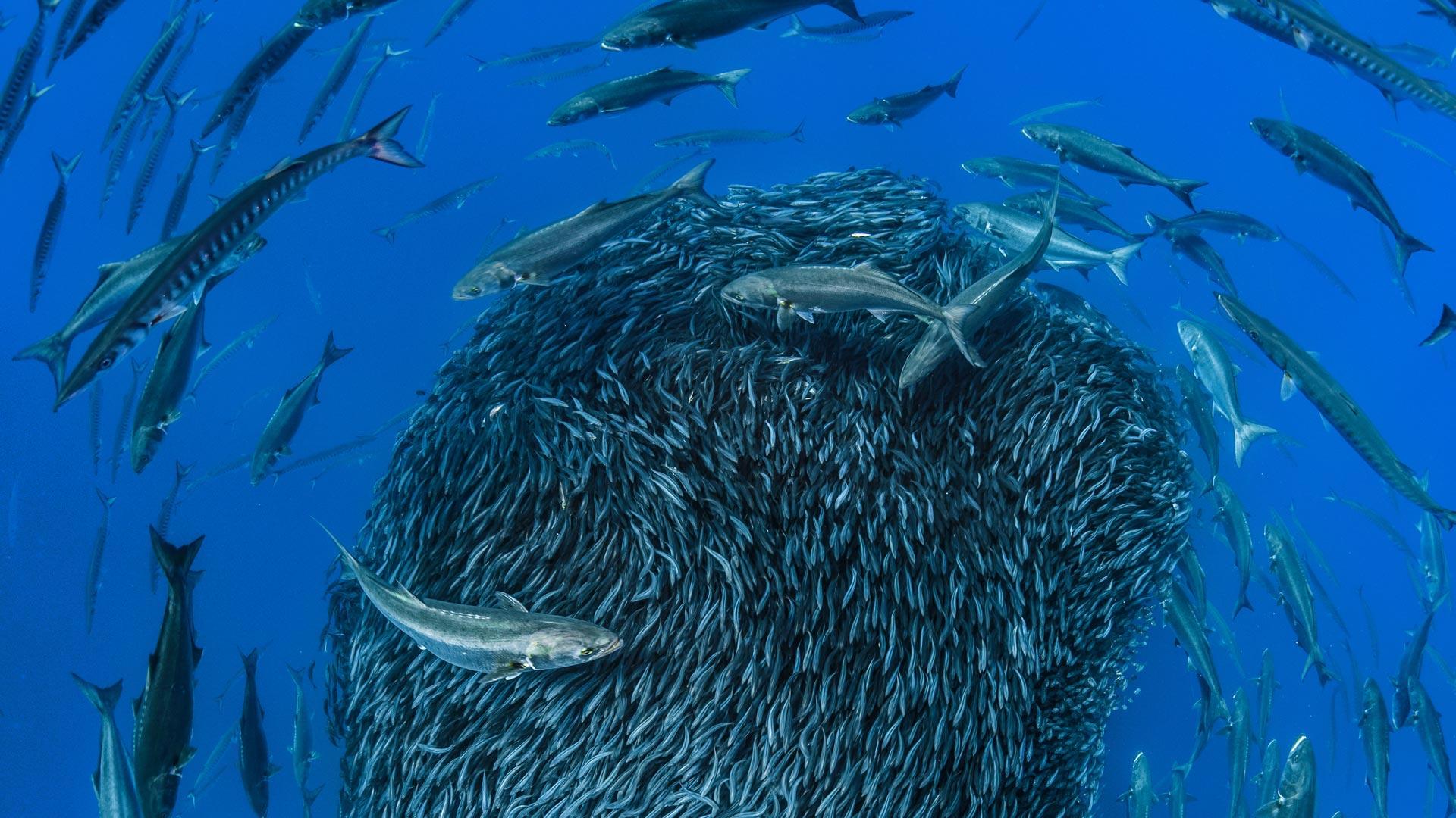 Bing image: Mackerel forming a bait ball to avoid predators