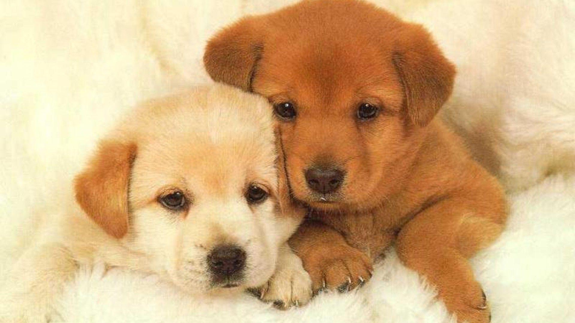 Puppies Wallpapers Free Desktop Group