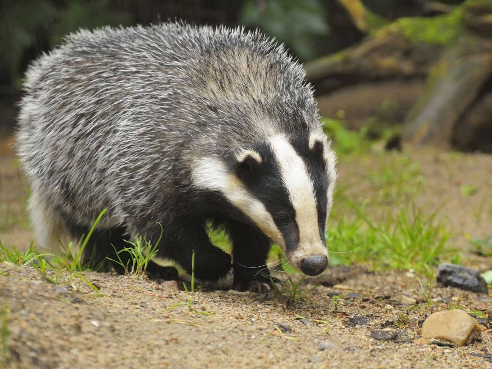 Some Badgers