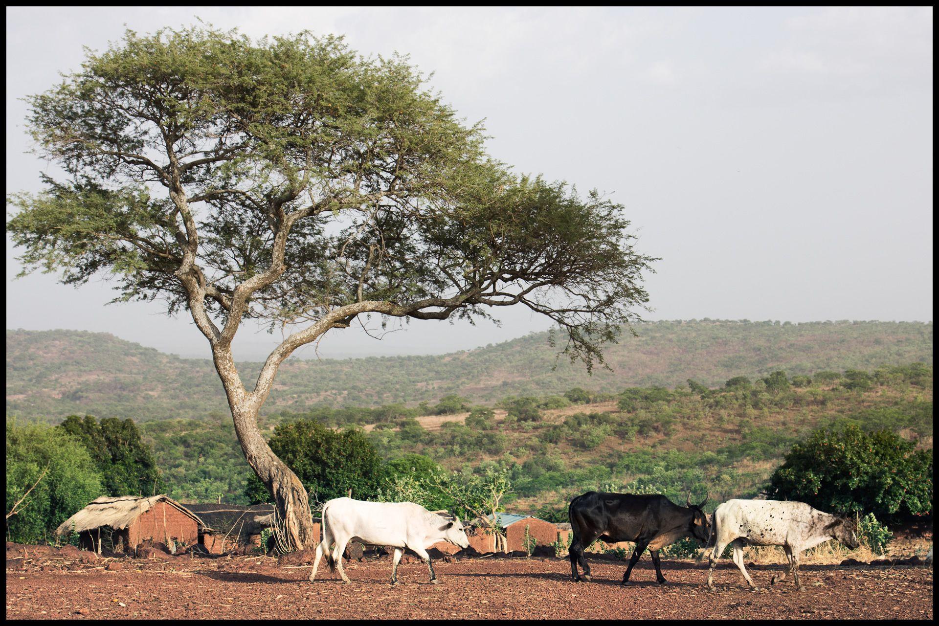 HD cows in burkina faso Wallpapers