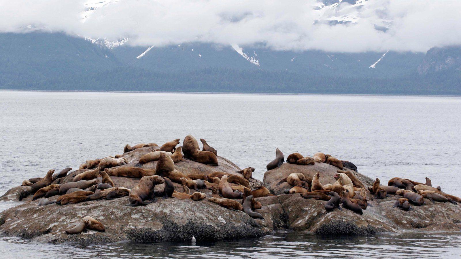 Glacier Bay National Park Pictures: View Photos & Image of