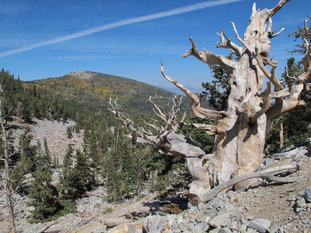 40 Georgeous Photos of Great Basin National Park in Nevada