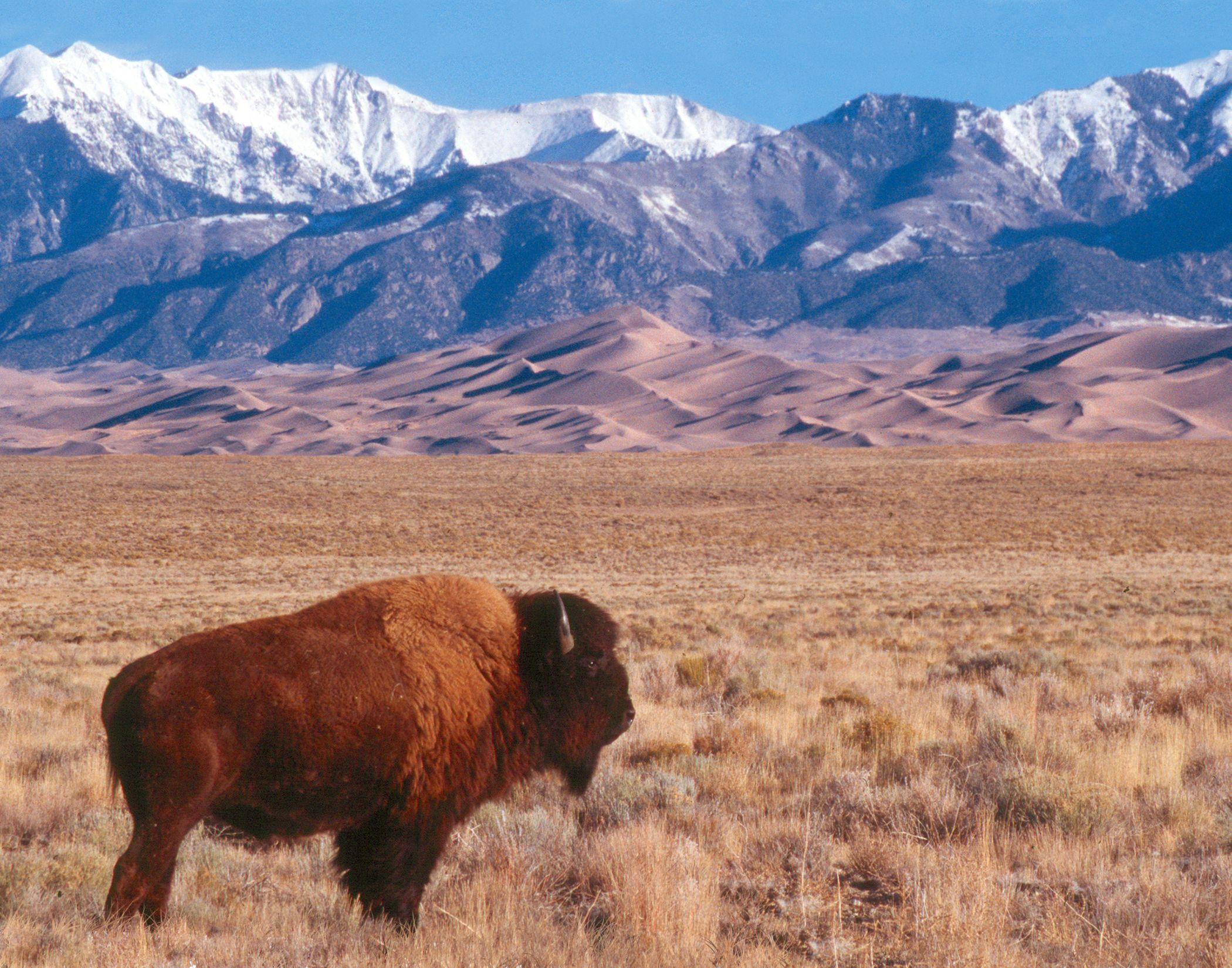 Buffalo…near Great Sand Dunes National Park