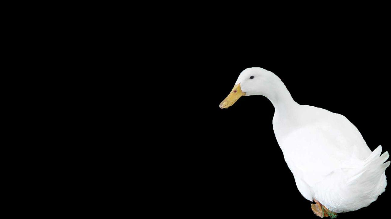 Duck Wallpapers