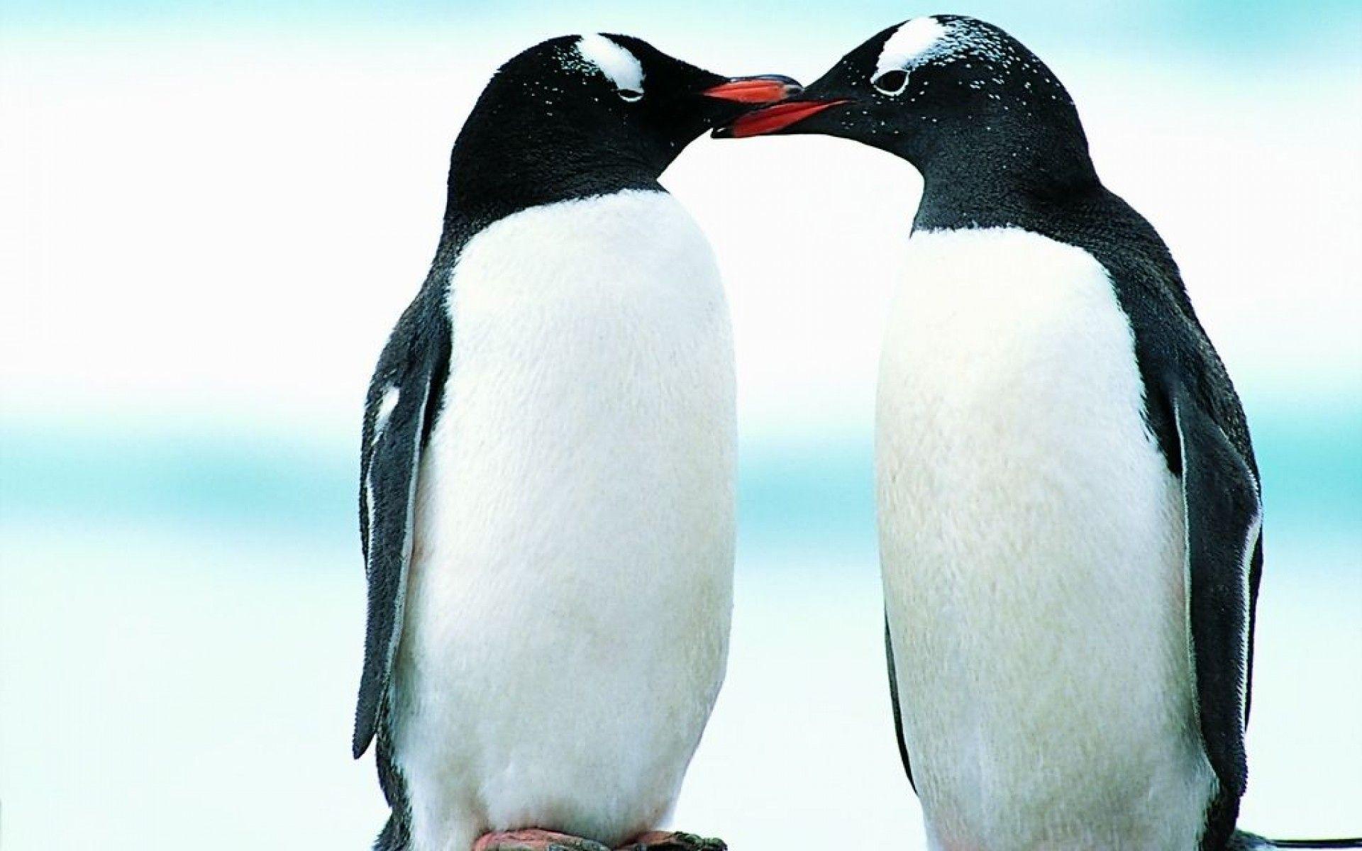 Penguin Wallpapers