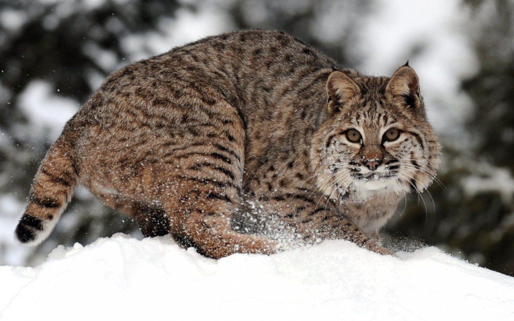 21 Bobcat HD Wallpapers