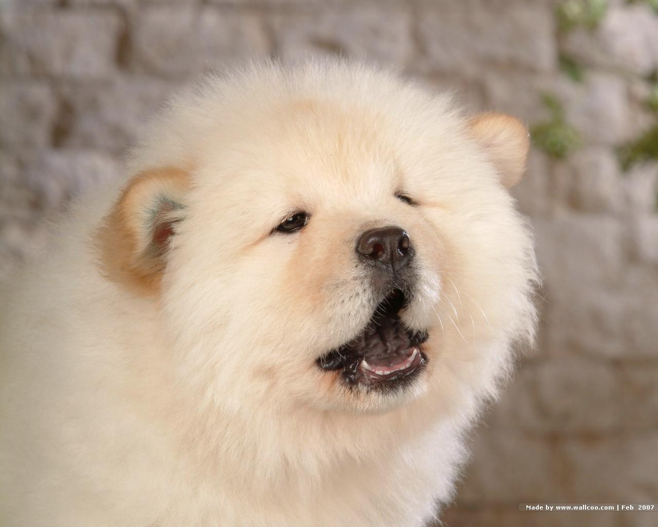 Chow Chow Wallpapers 4K