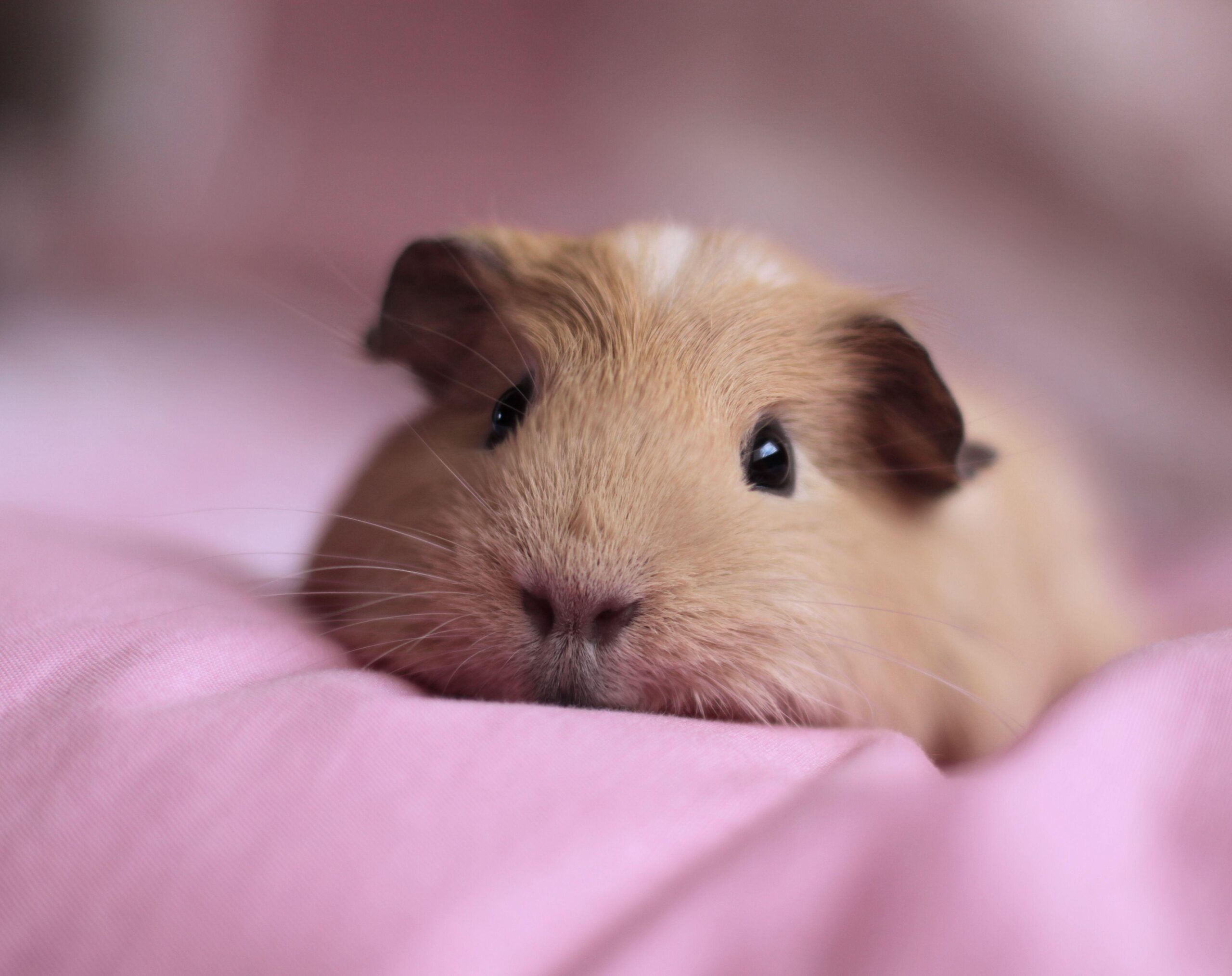 55 Guinea Pig HD Wallpapers