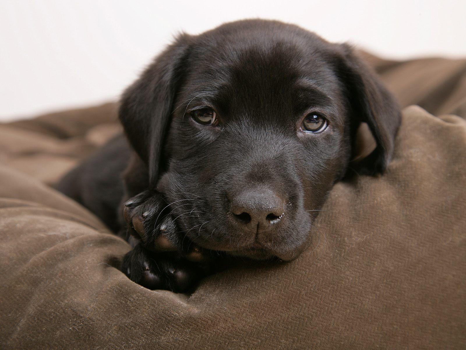 Little labrador