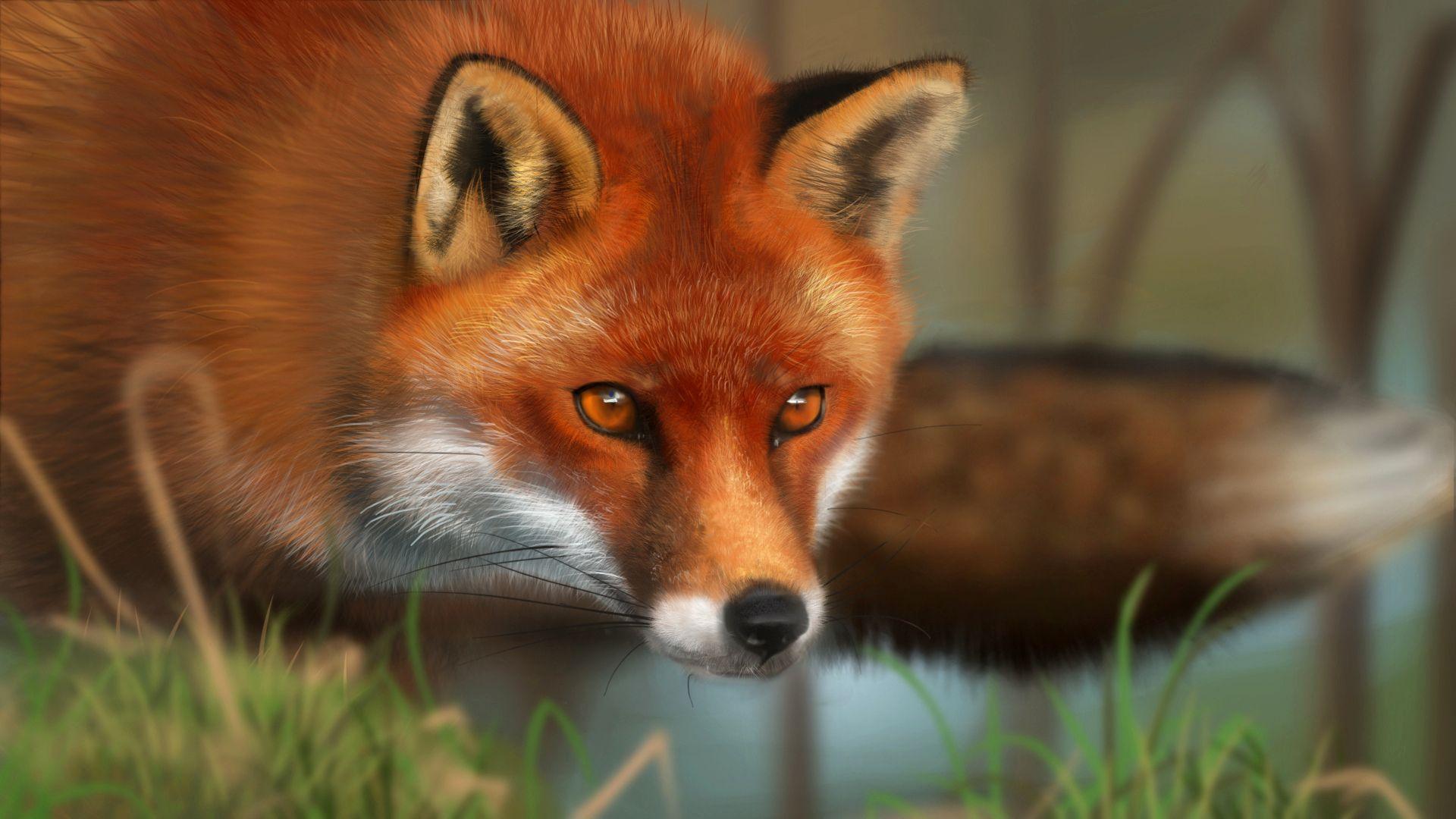 Red Fox