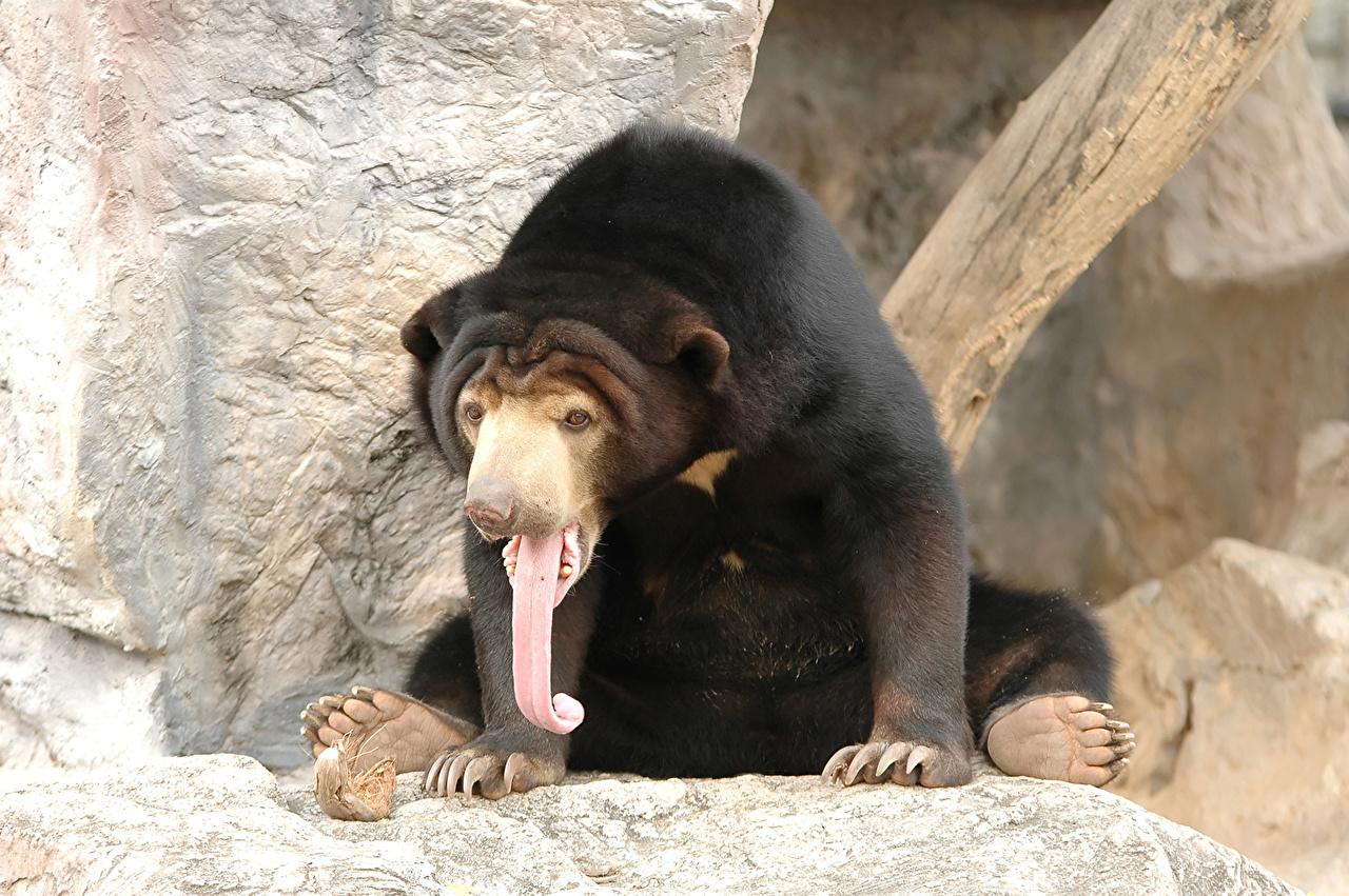 Picture Malayan bear Tongue Animals