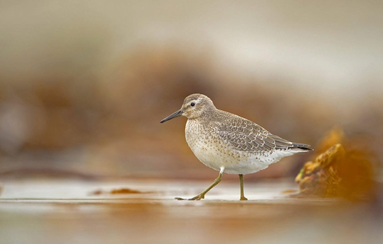 Wallpapers bird, beak, Icelandic Sandpiper image for desktop