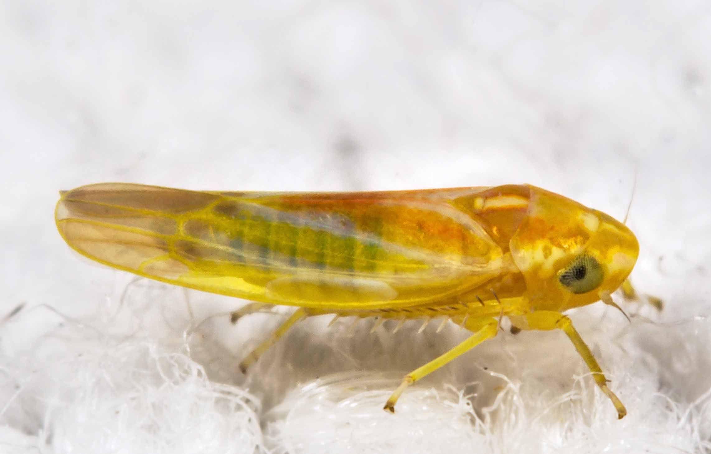 Leafhopper Free HD Wallpapers Image Backgrounds