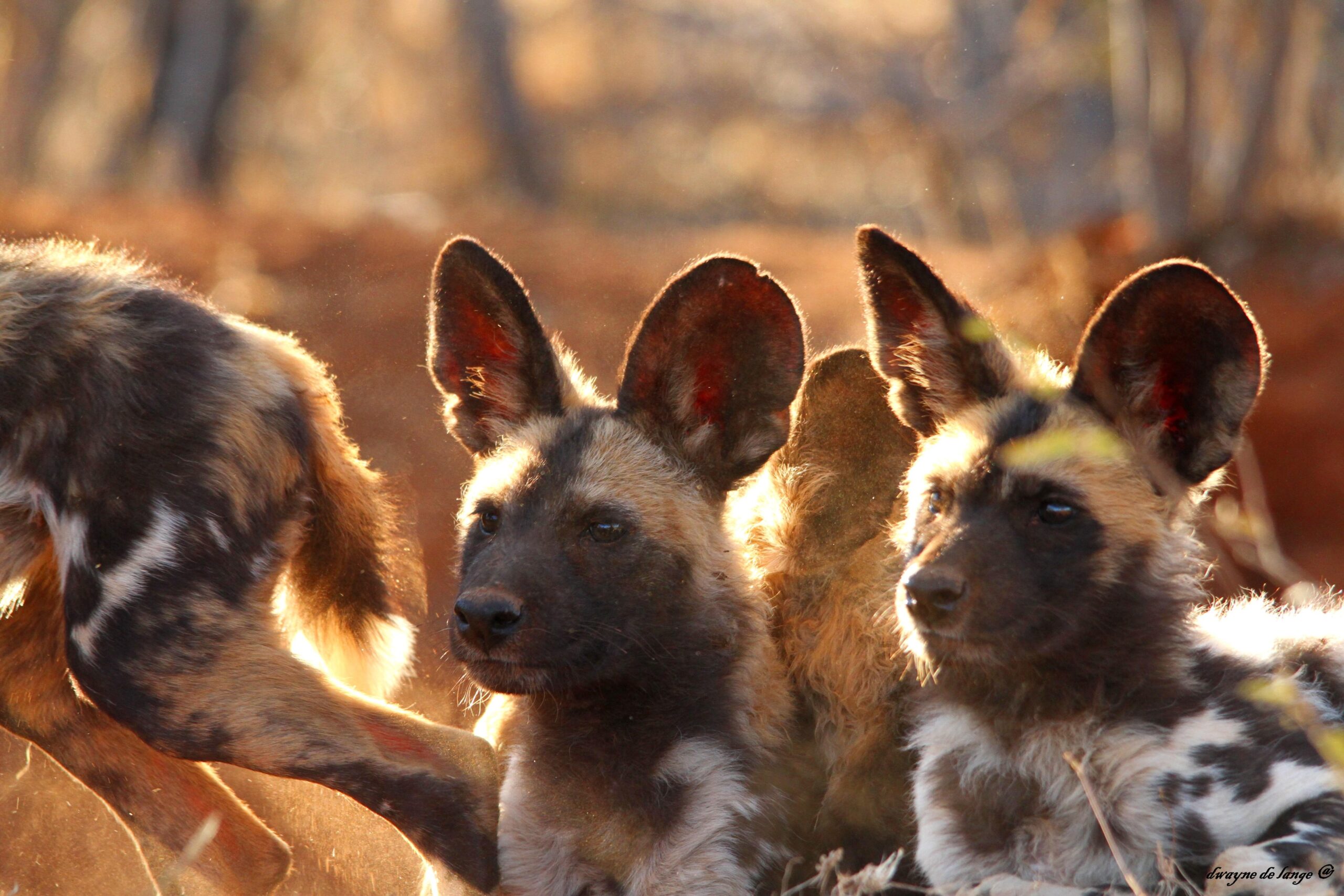 Free download African Wild Dog Pups Wallpapers wwwpixsharkcom