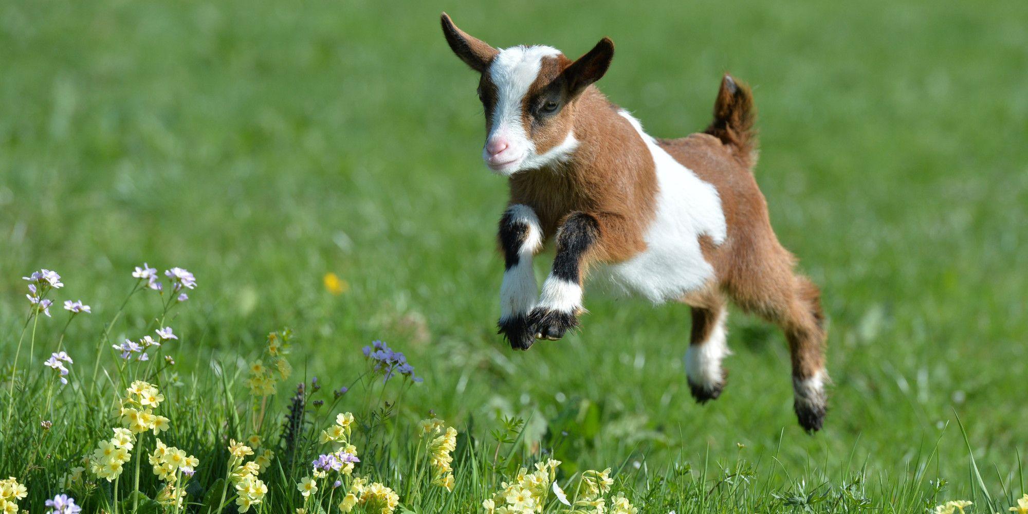 Cute Goats Wallpapers, Pictures, Image