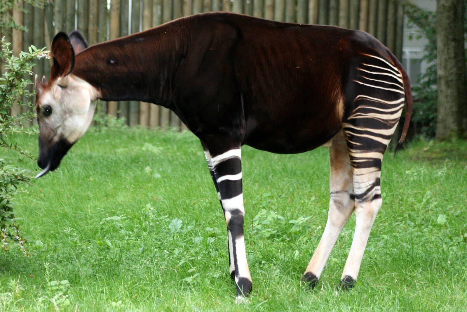 Okapi Wallpapers