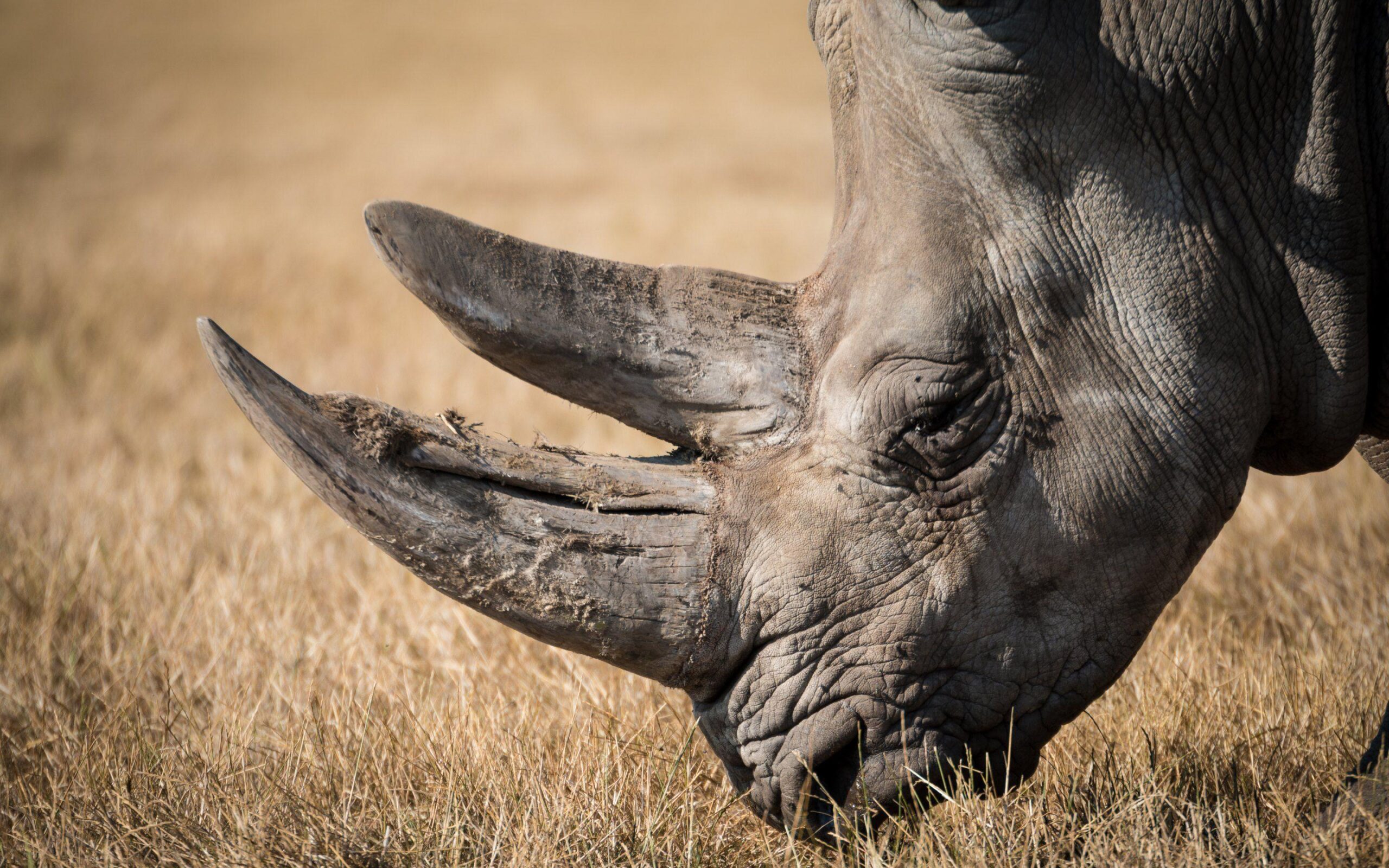 Rhino Portrait HD Wallpapers · 4K