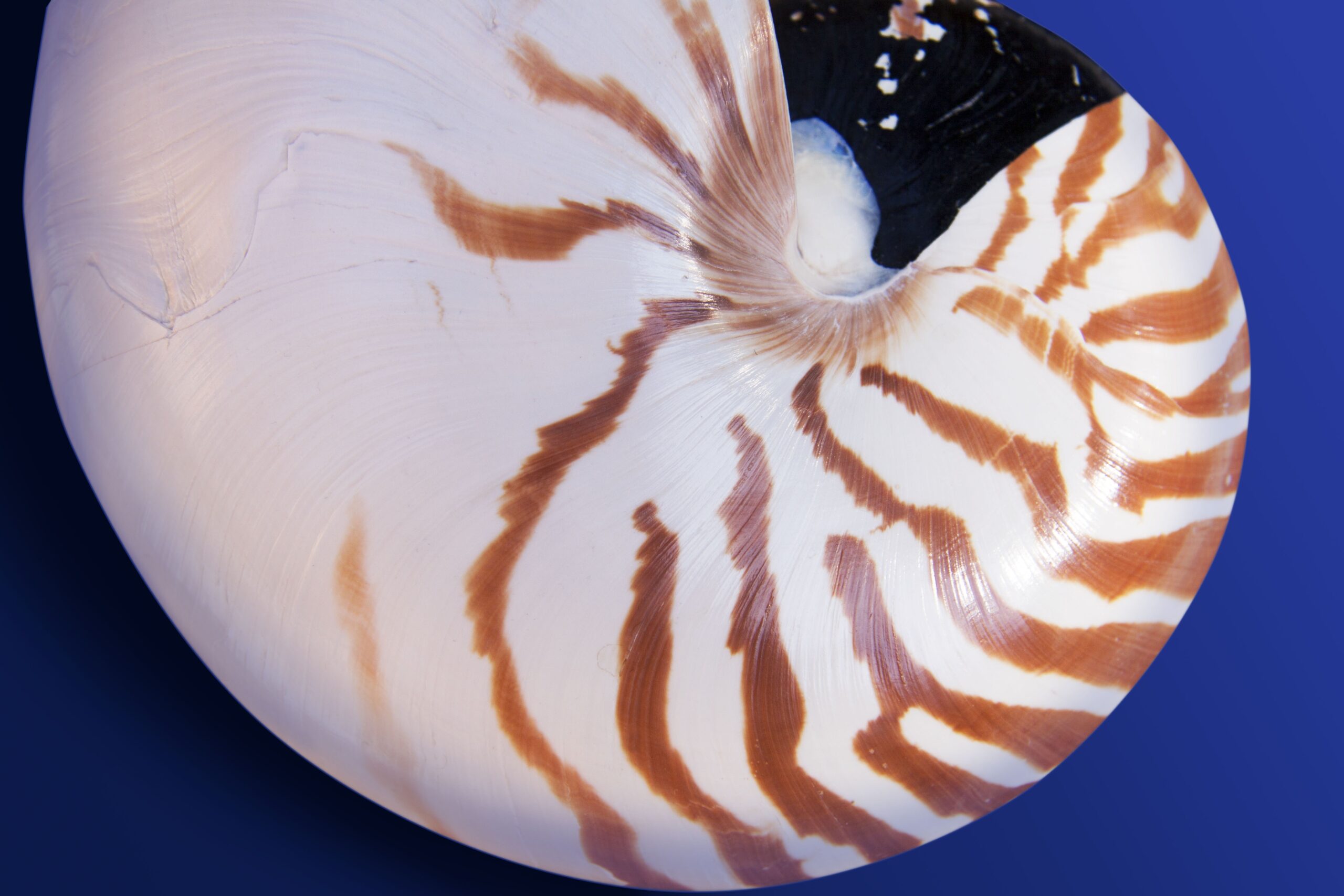 Free photo: Nautilus