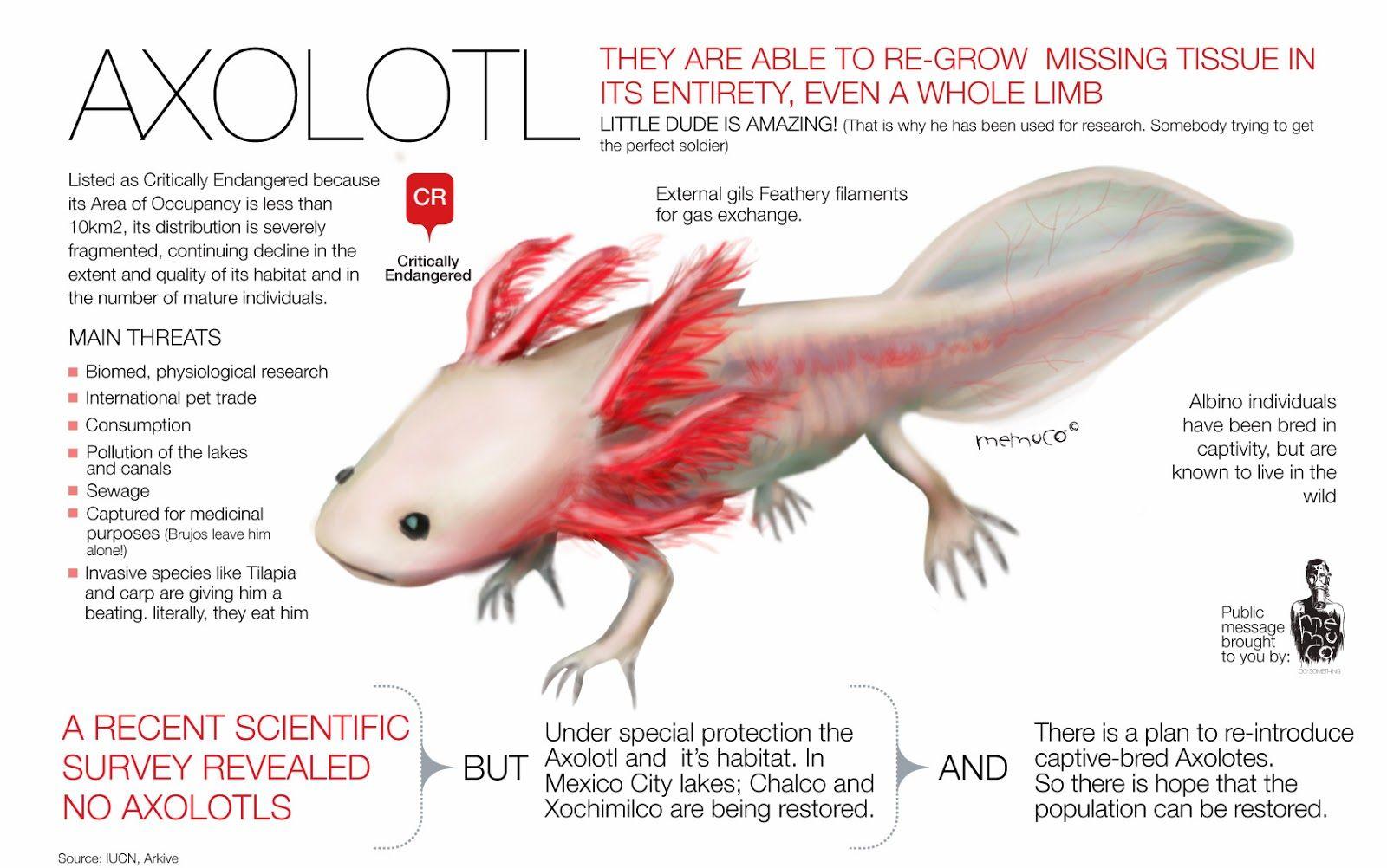 Rules of the Jungle: The Mexican Axolotl