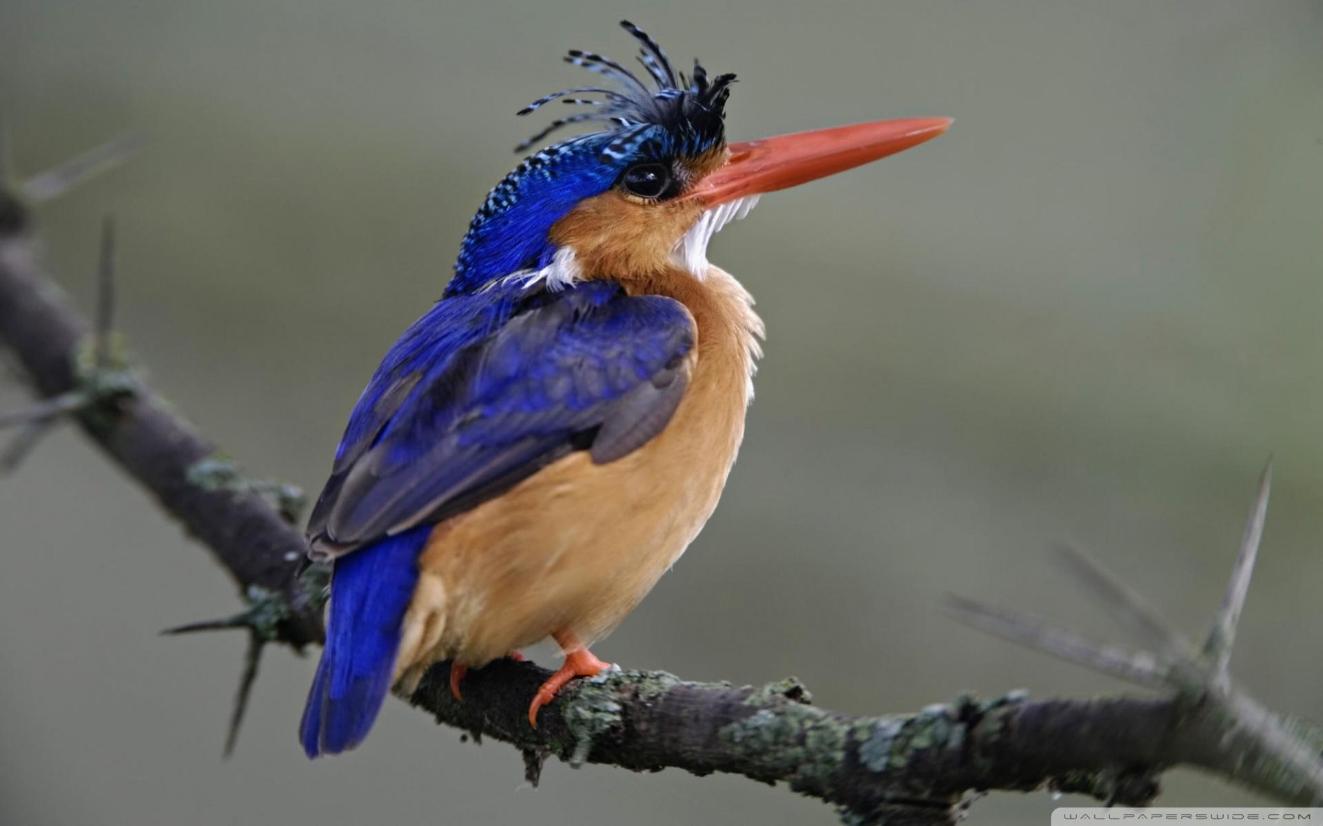 Malachite Kingfisher Lake Nakuru National Park Kenya ❤ 4K HD