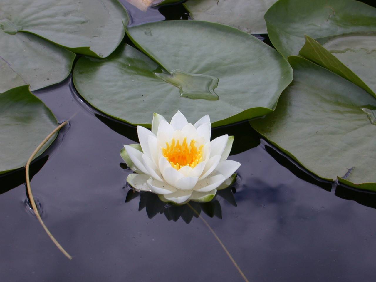 Lotus Flower HD Wallpapers