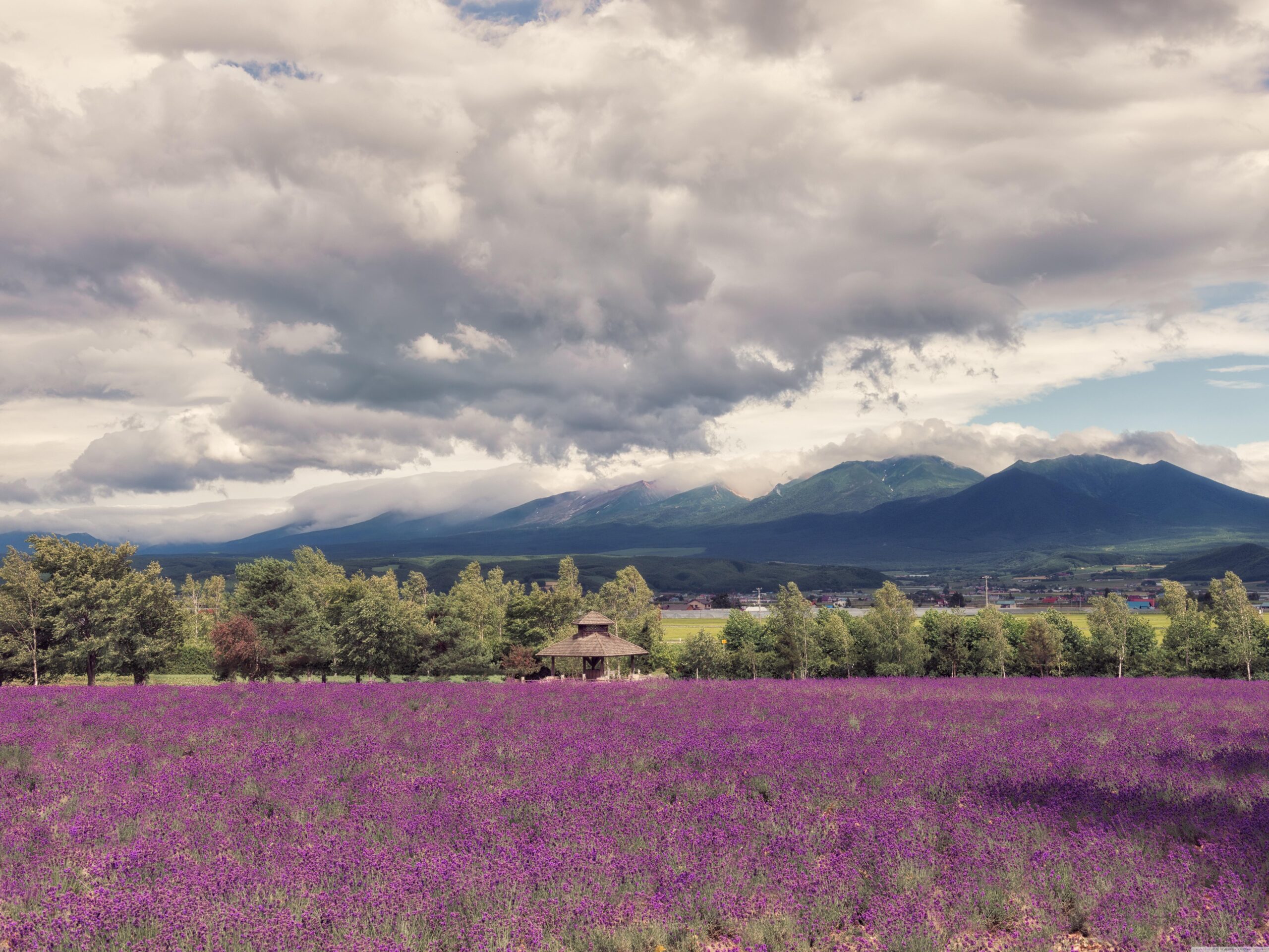 Download Lavender Field HD Wallpapers