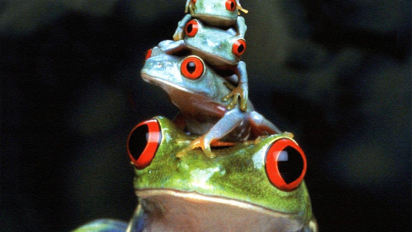 10 Red Eyed Tree Frog Wallpapers