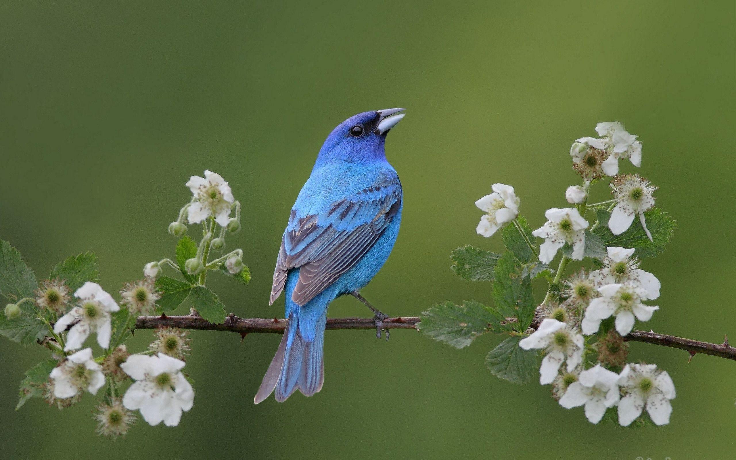 Blue Bird Wallpapers Hd Wallpapers