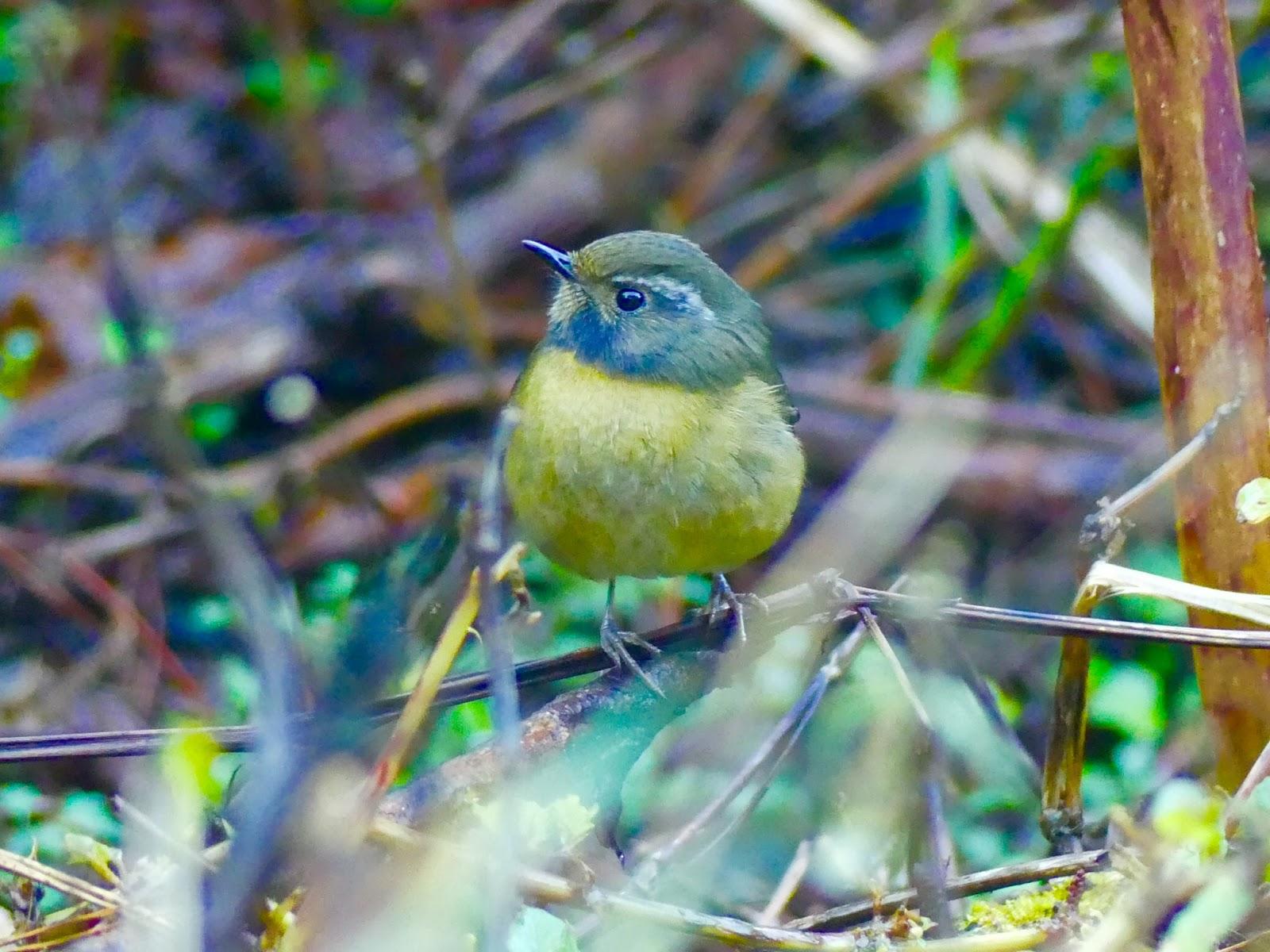 Budding Birdwatcher: 2018