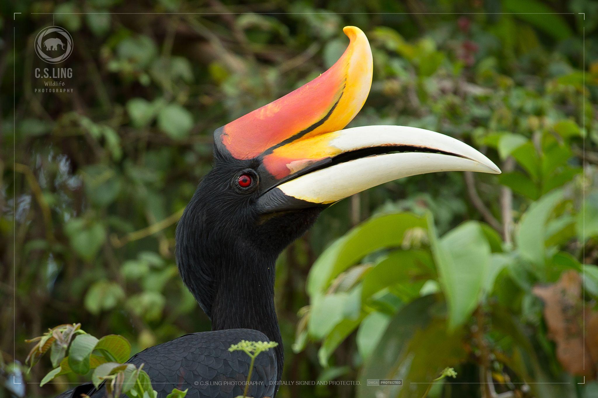 Hornbill HD Wallpapers free