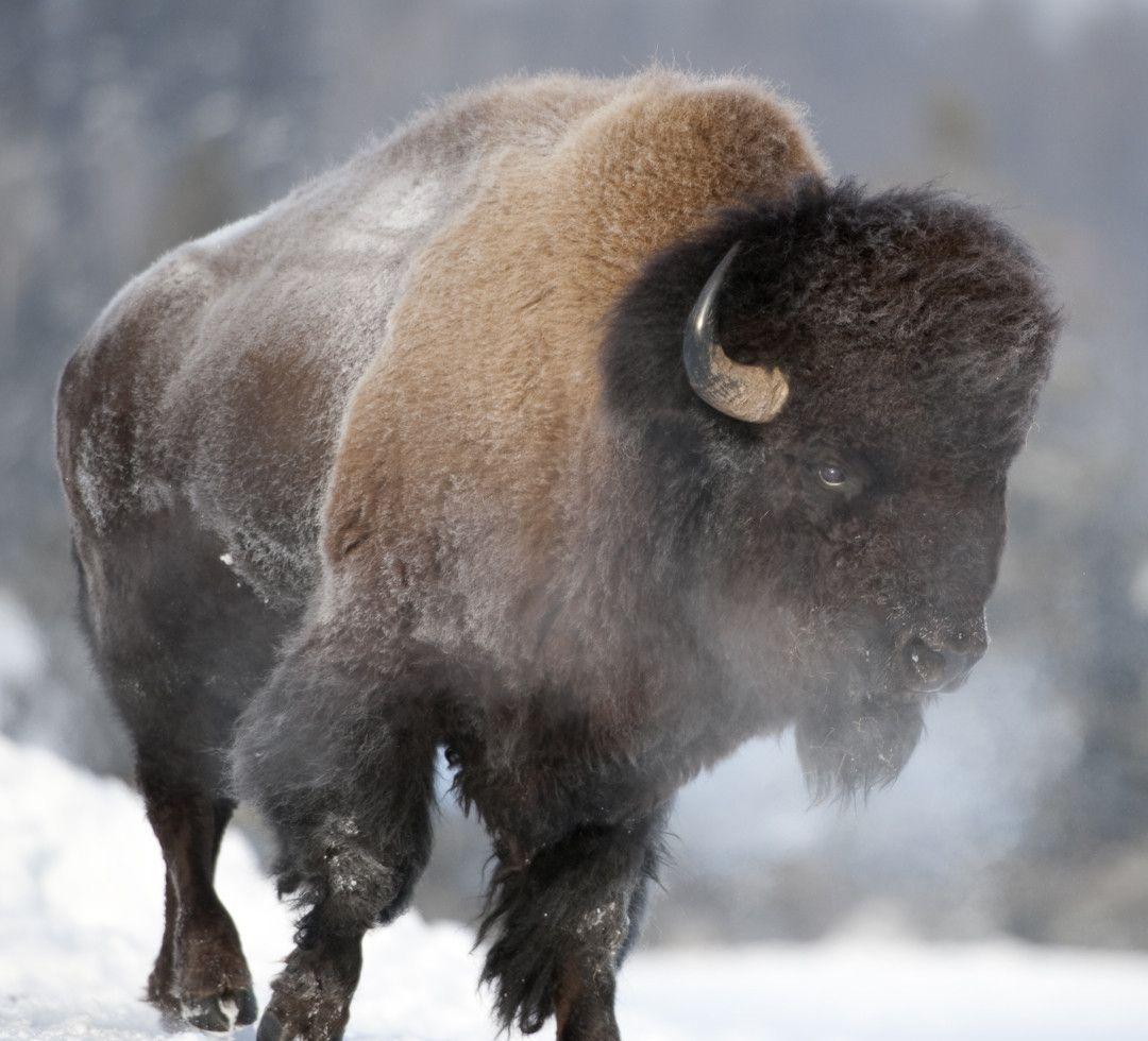 Wild Bison New HD Wallpapers 2013