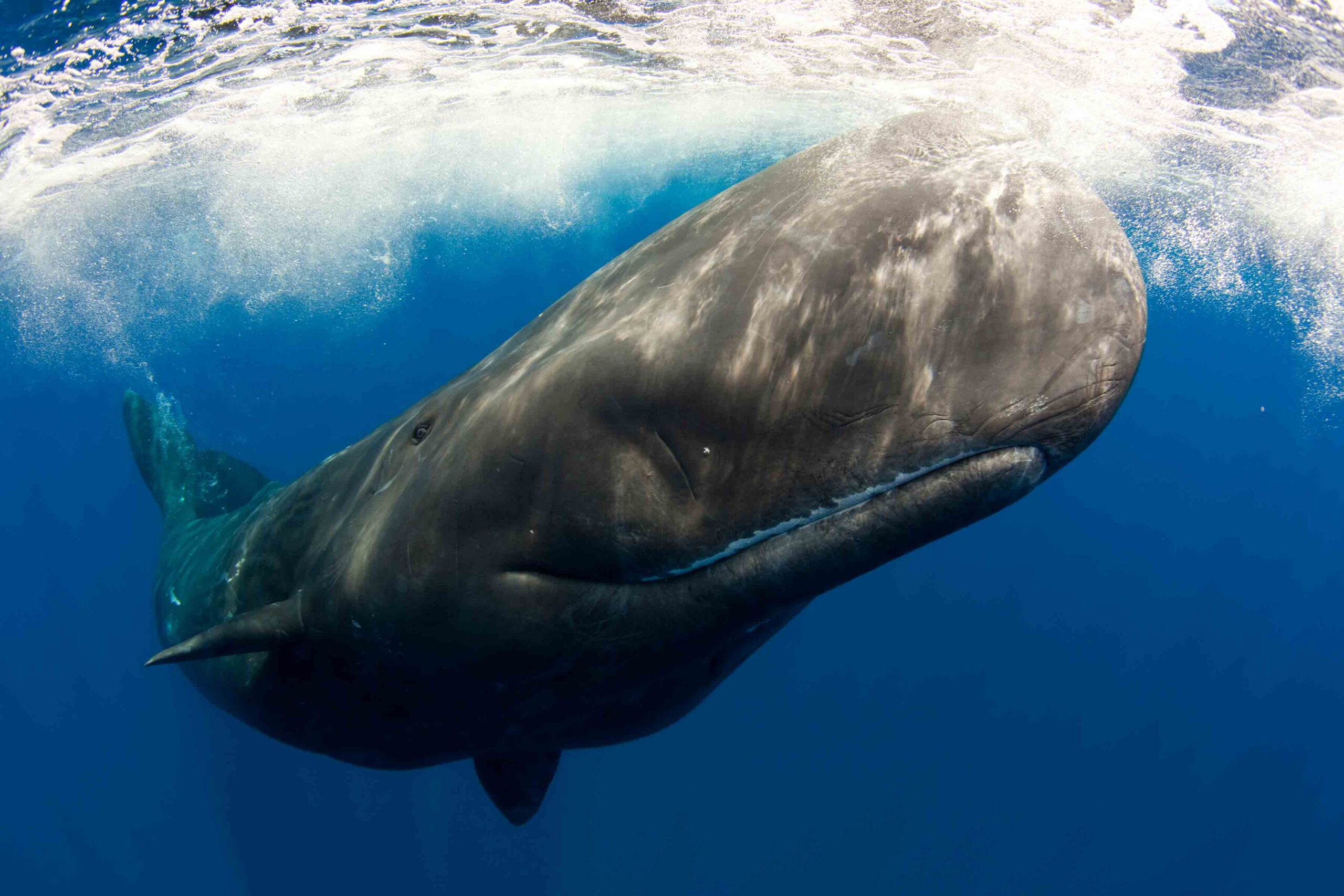 Bowhead Whale Best Wallpapers 18689