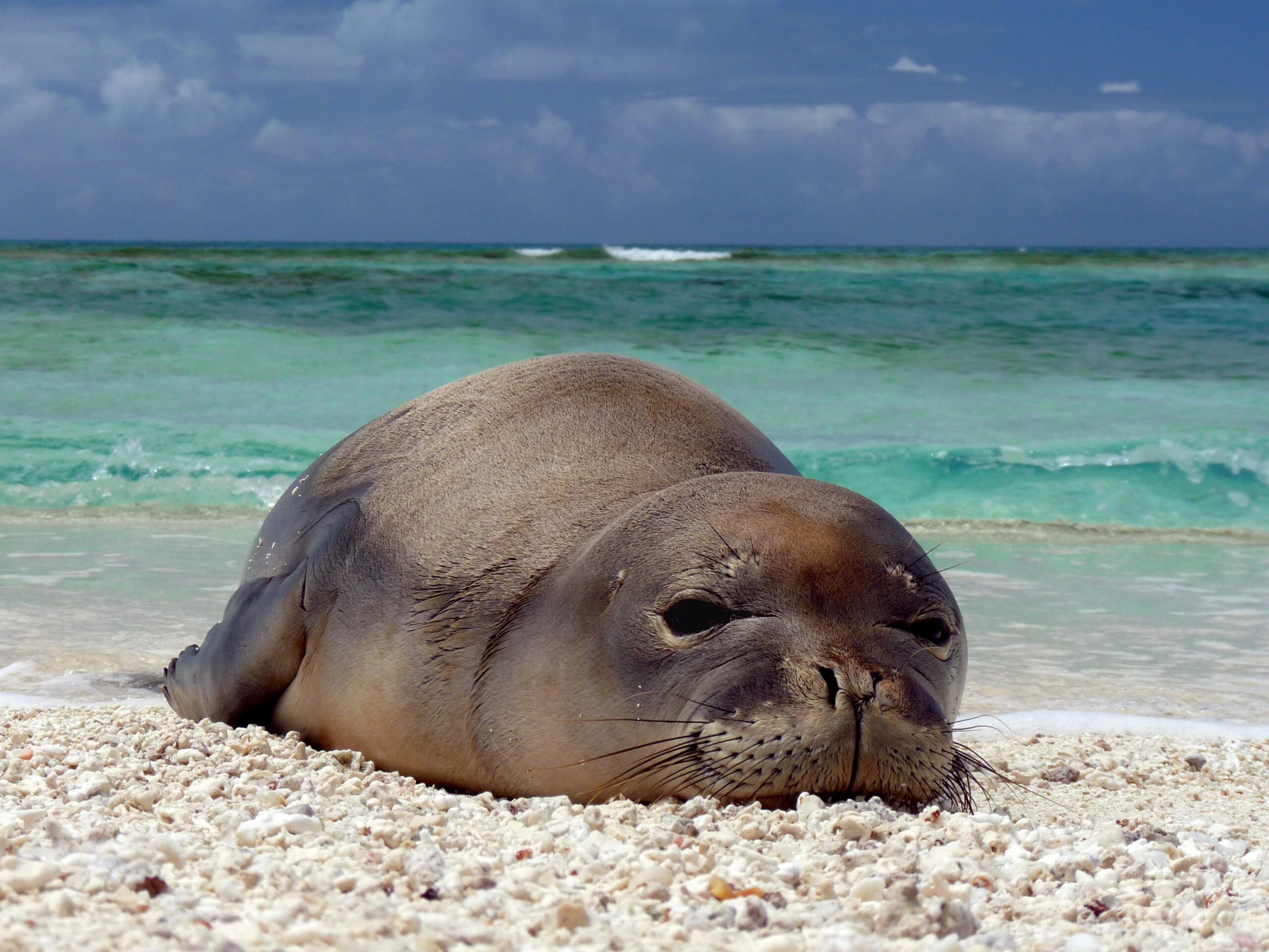 Monk seal