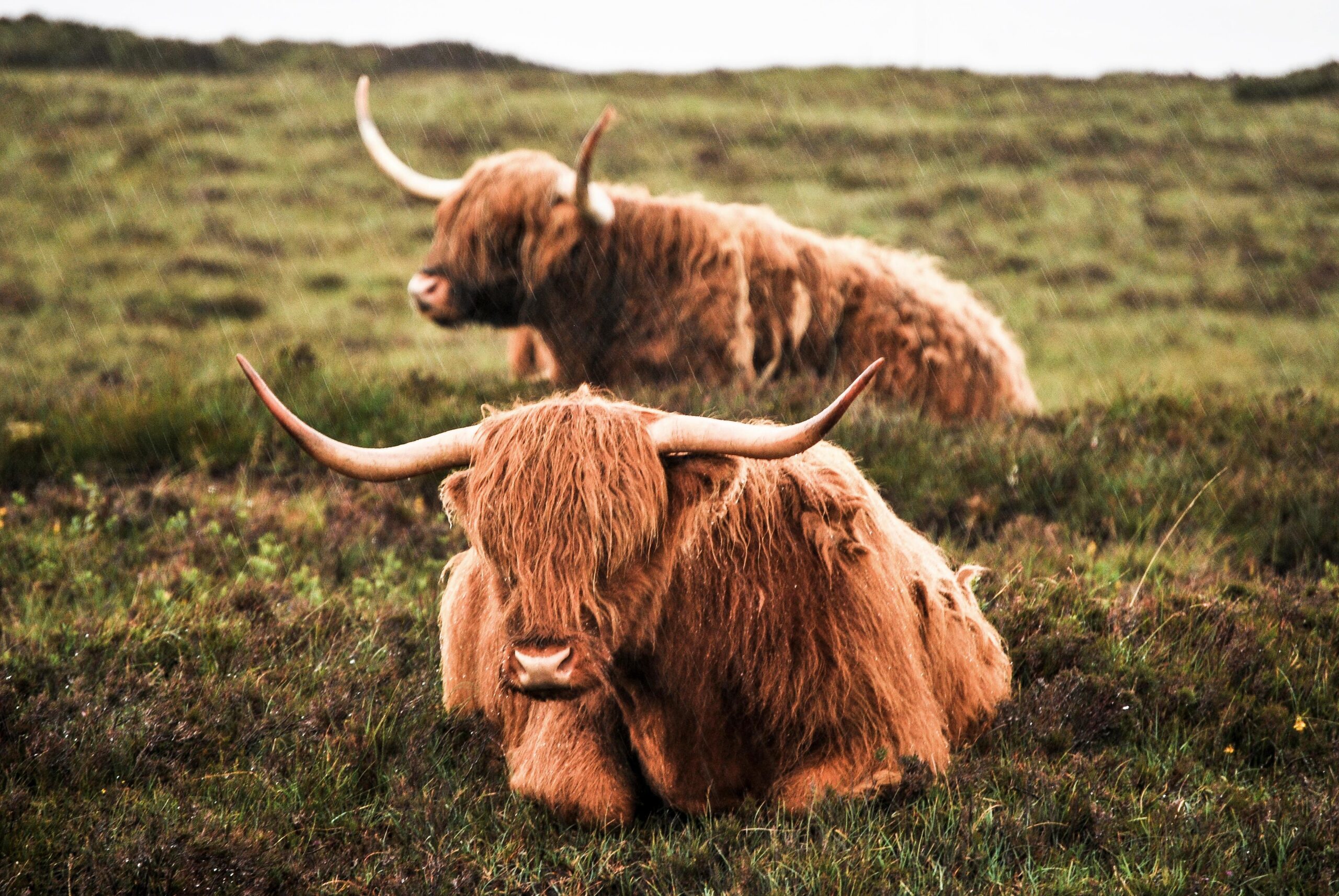 Highland Cattle 4k Ultra HD Wallpapers