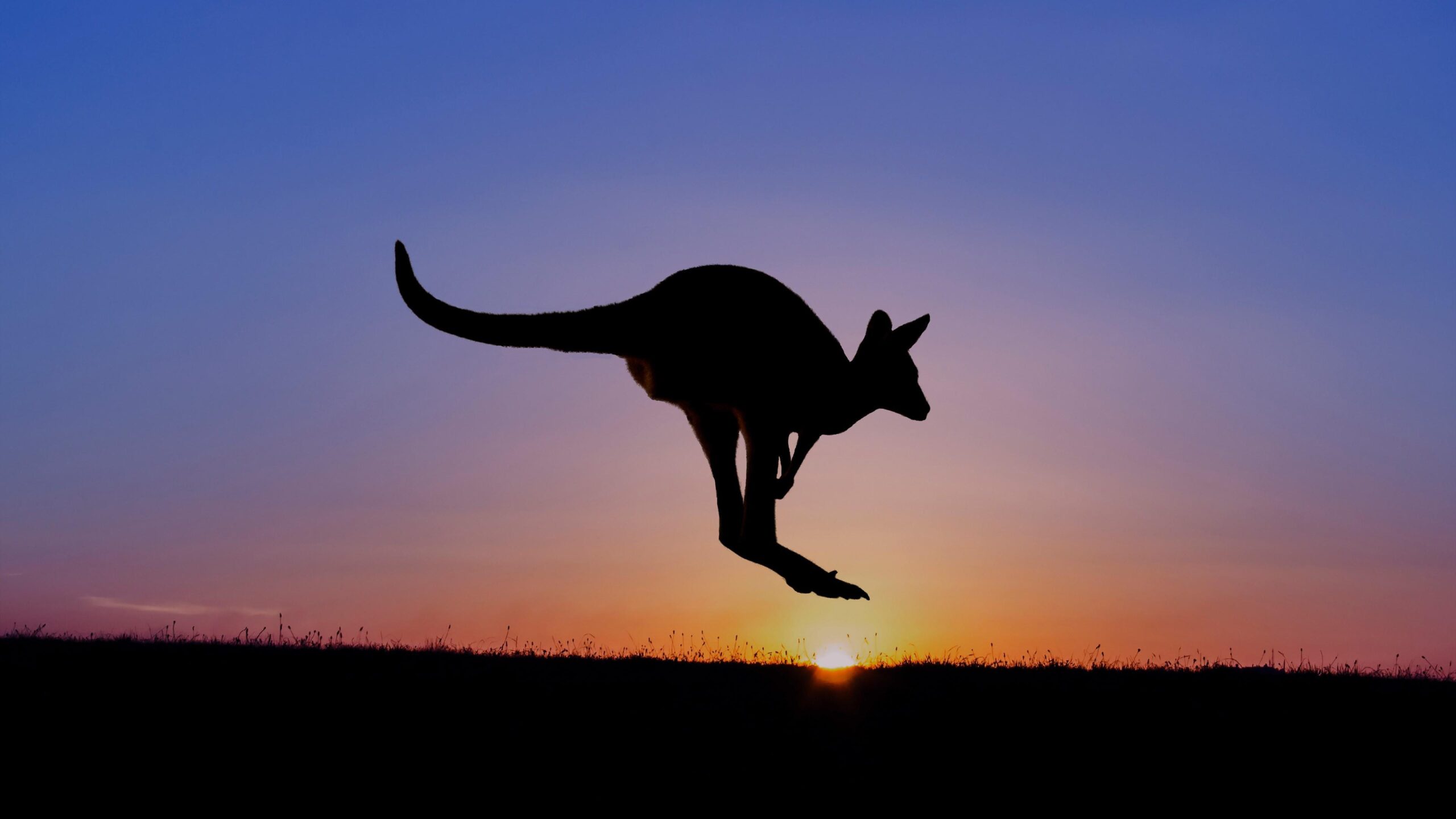 Kangaroo Wallpapers 19