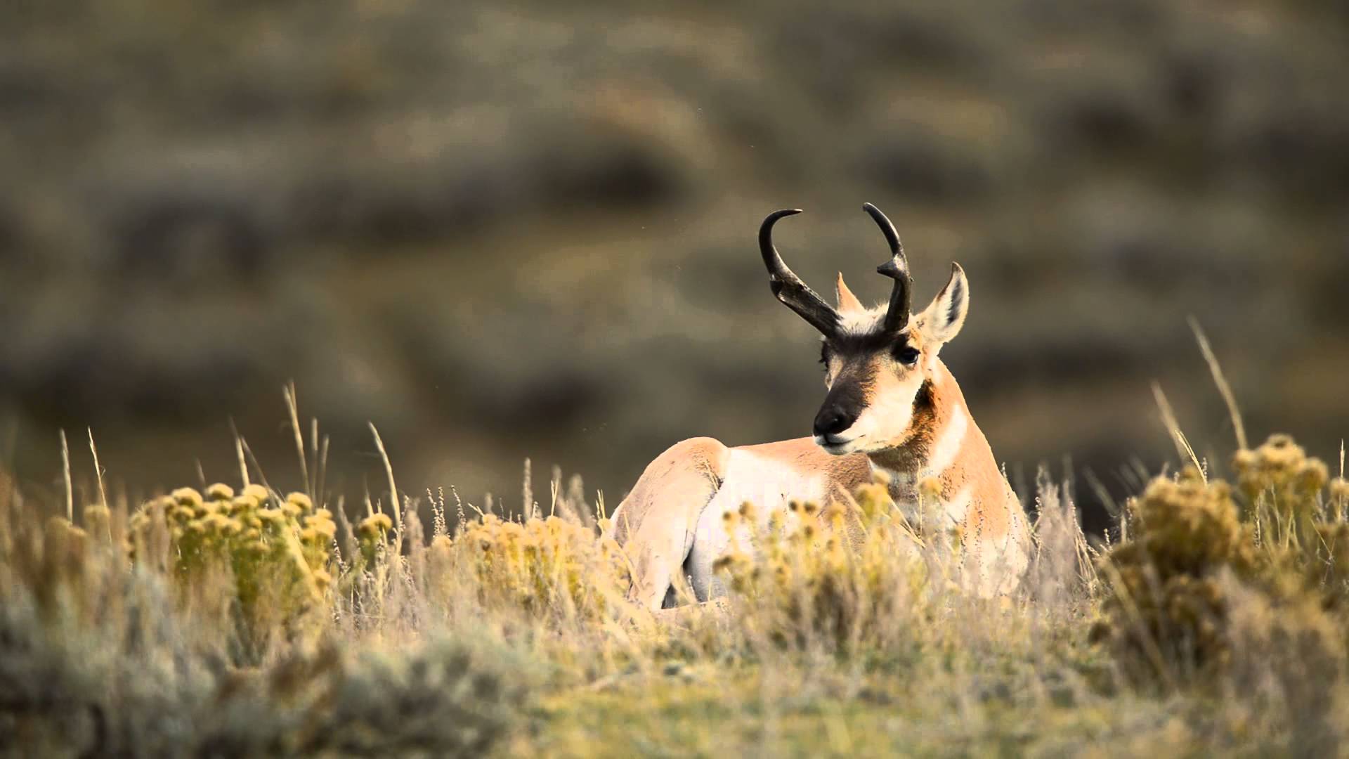 antelope wallpapers for desktop