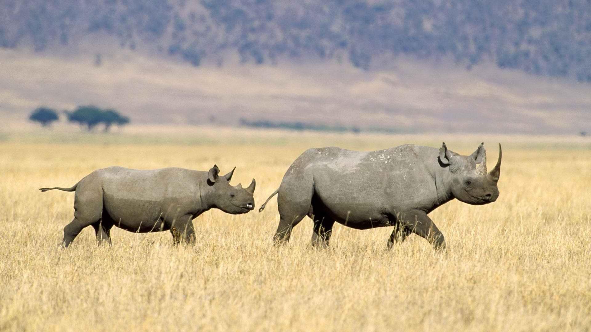 Rhinoceros Wallpapers 15372