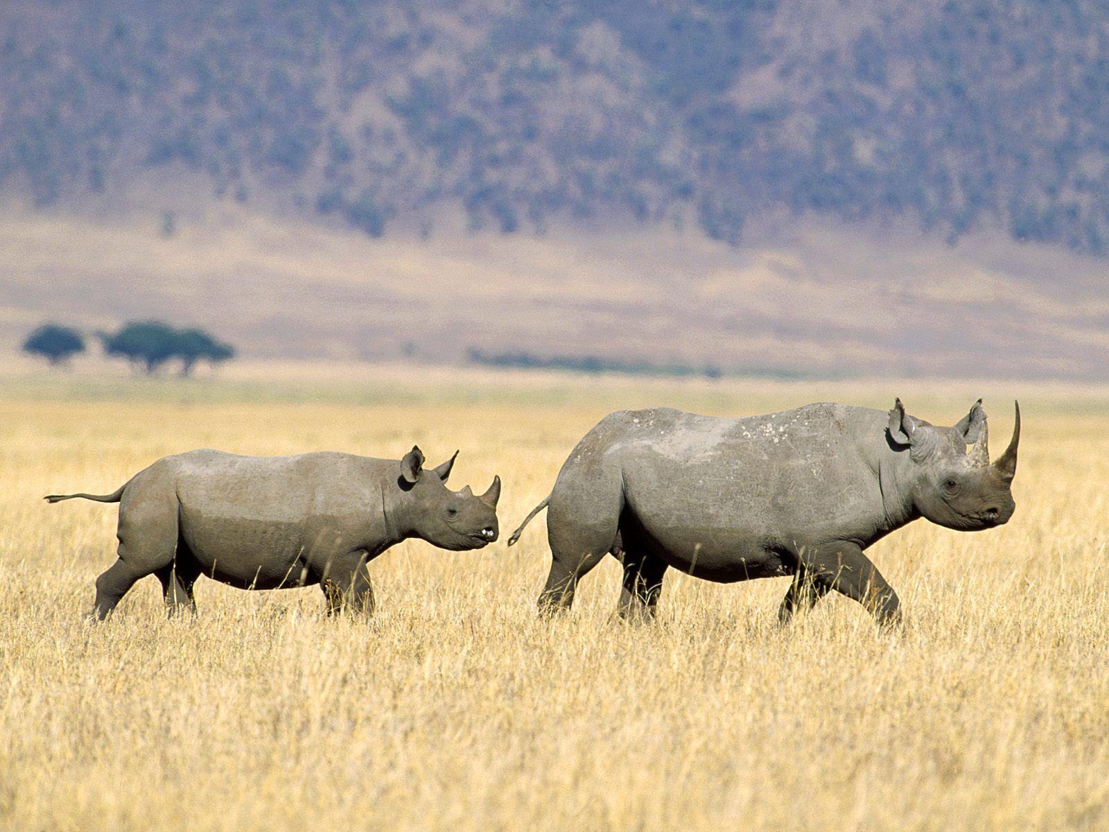 Hd Wallpapers Rhino