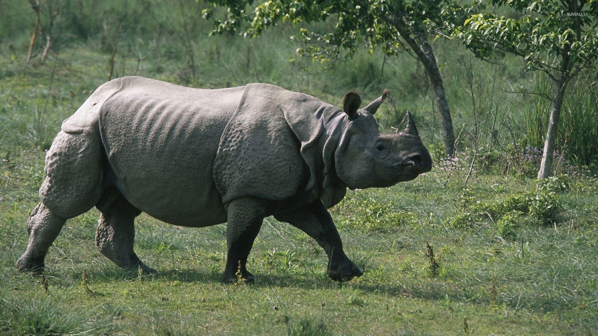 Rhinoceros wallpapers