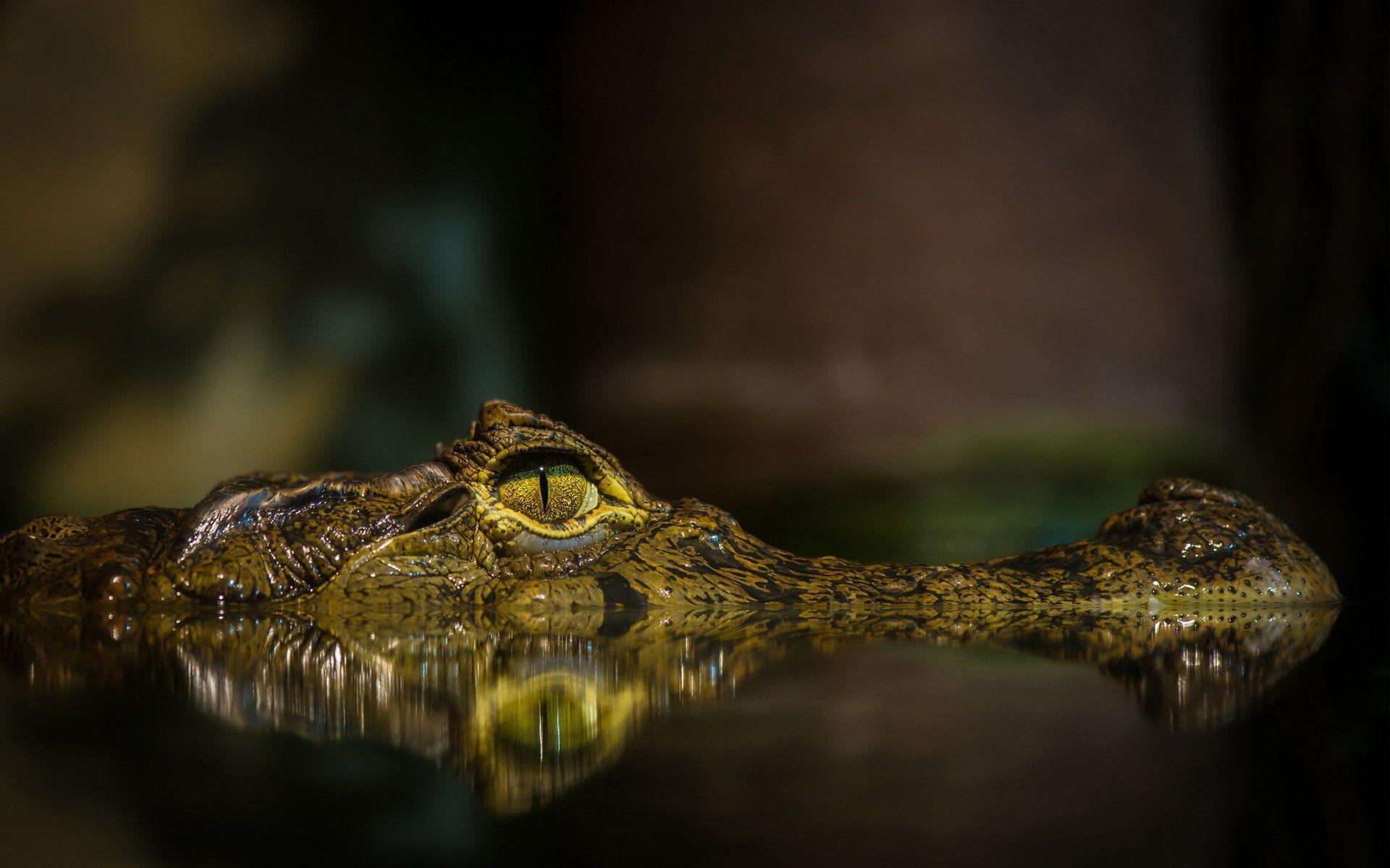 Alligator HD Wallpapers 21675