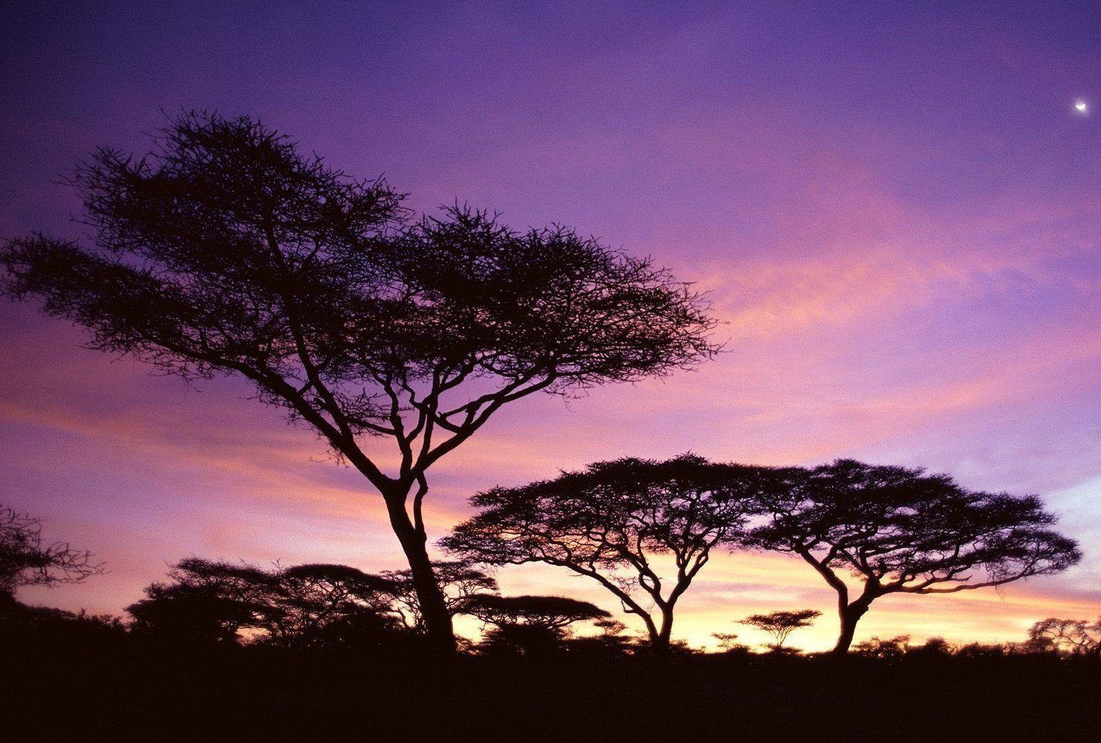 Sky: Sunset Africa Pink Tanzania Trees Colors Purple Sky Wallpapers